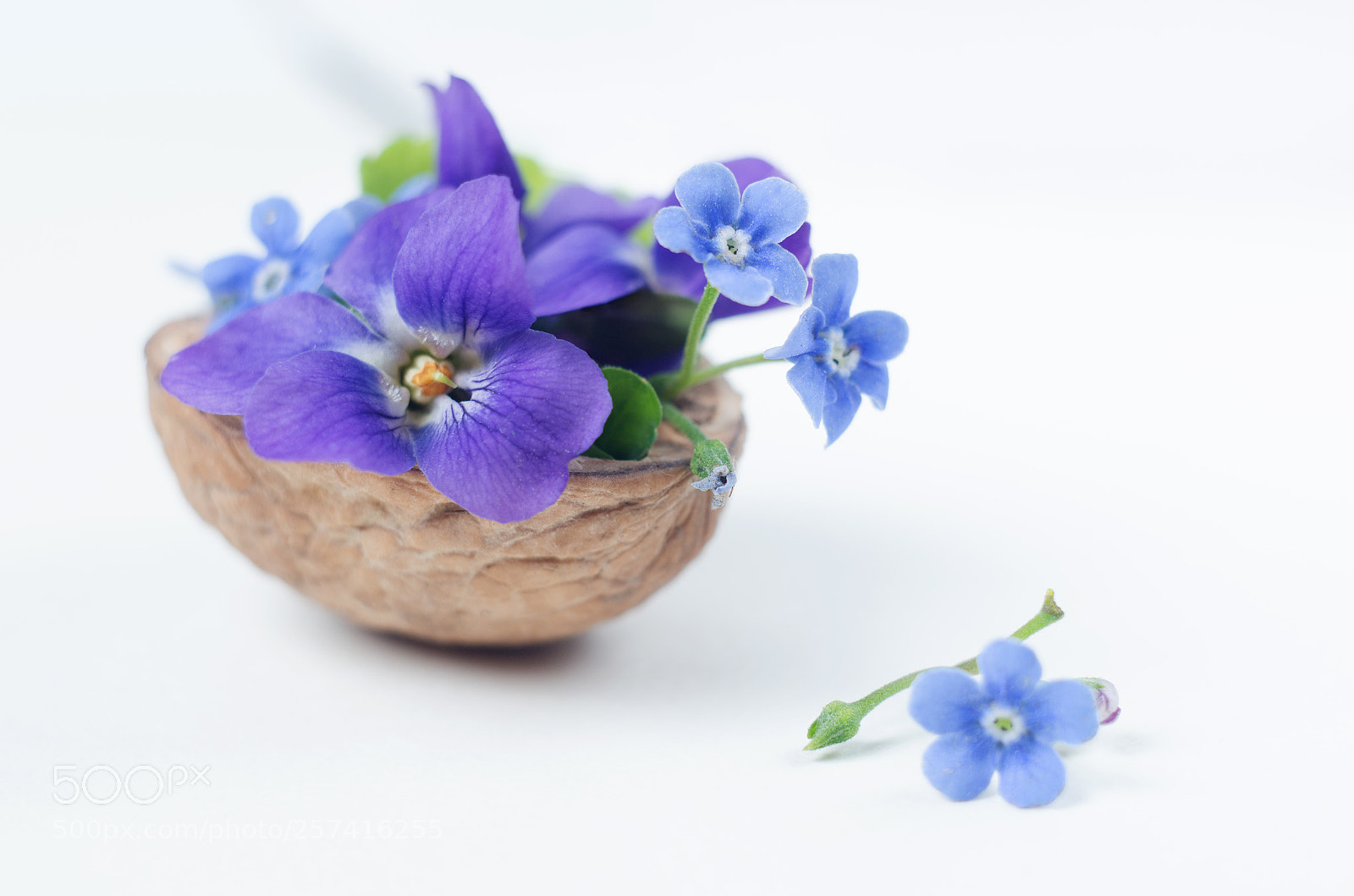 Nikon D7000 sample photo. Floristic composition with violets photography