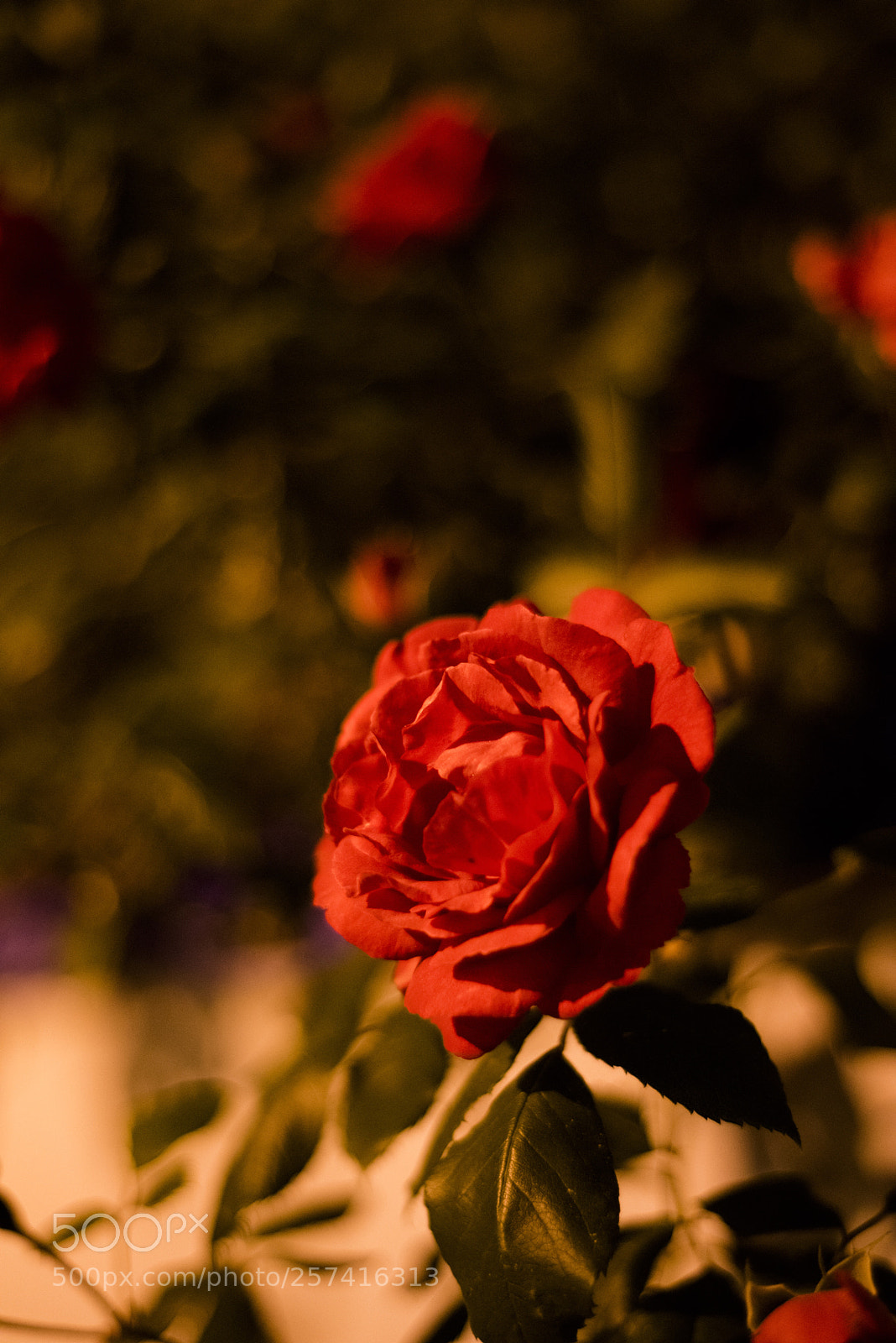 Nikon D810 sample photo. In a night   no.13 photography