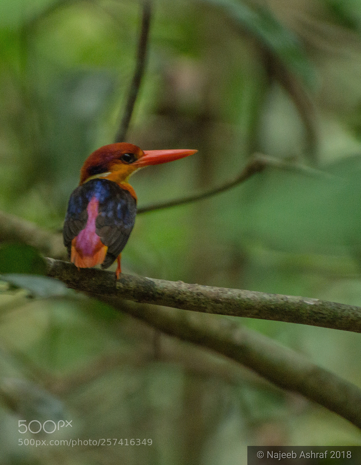 Nikon D3200 sample photo. Oriental dwarf kingfisher photography