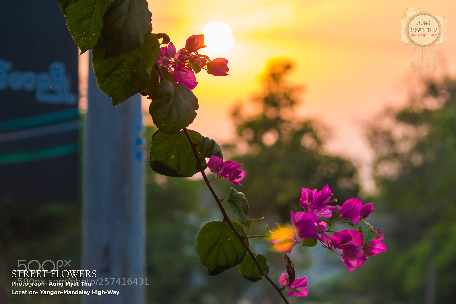Canon EOS 60D sample photo. Flowers photography