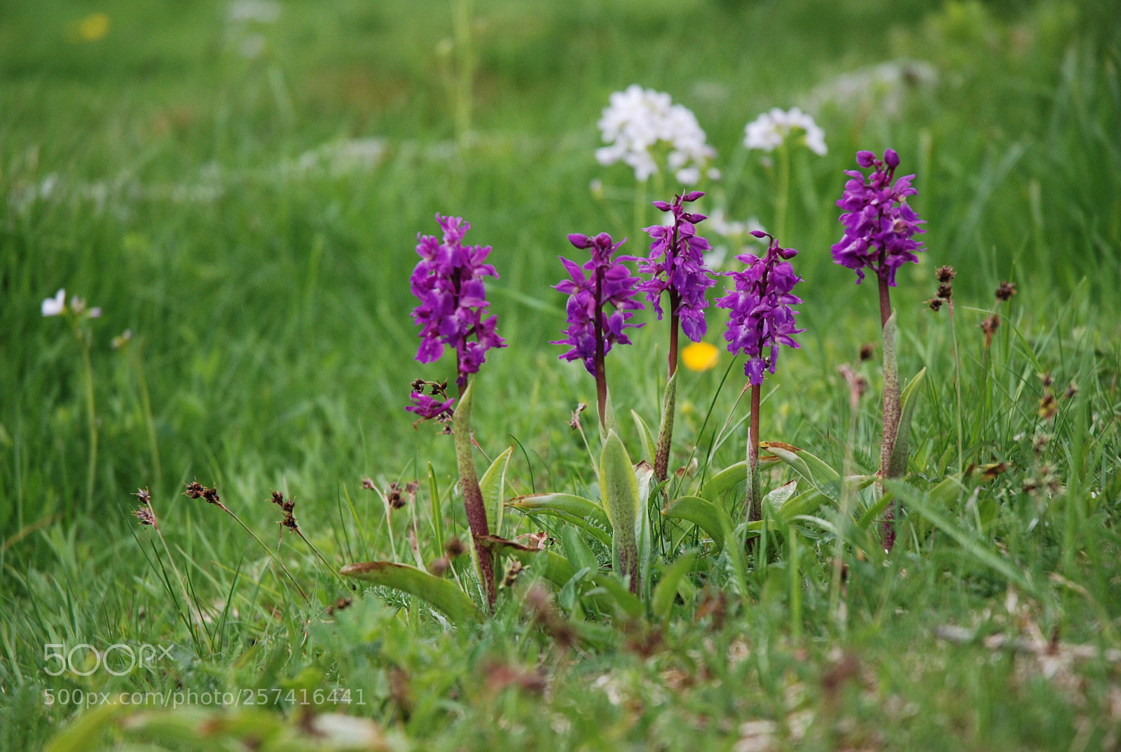 Nikon D80 sample photo. Orchids photography