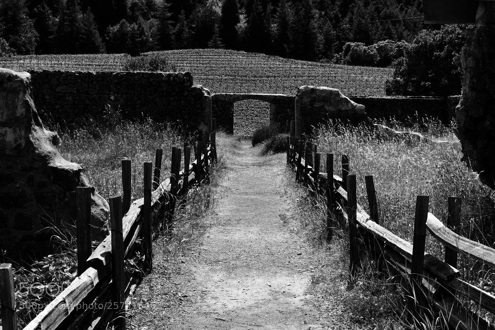 Nikon D3400 sample photo. Winery ruins photography