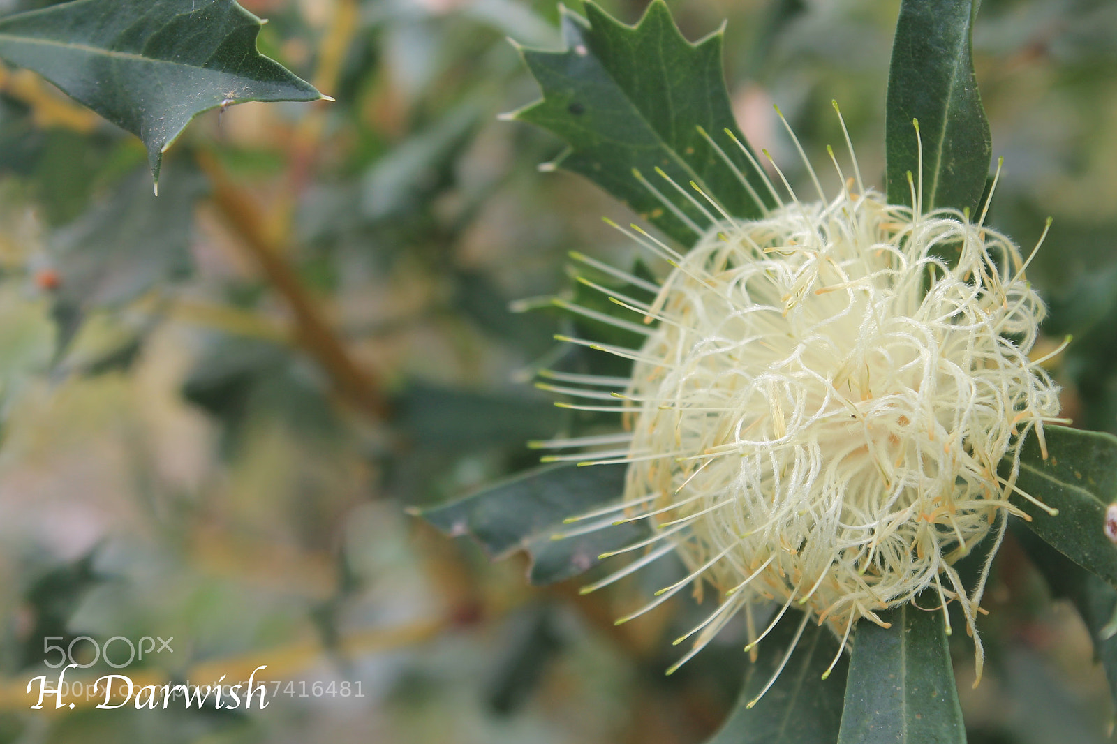 Canon EOS 1100D (EOS Rebel T3 / EOS Kiss X50) sample photo. Banksia armata. kings park photography