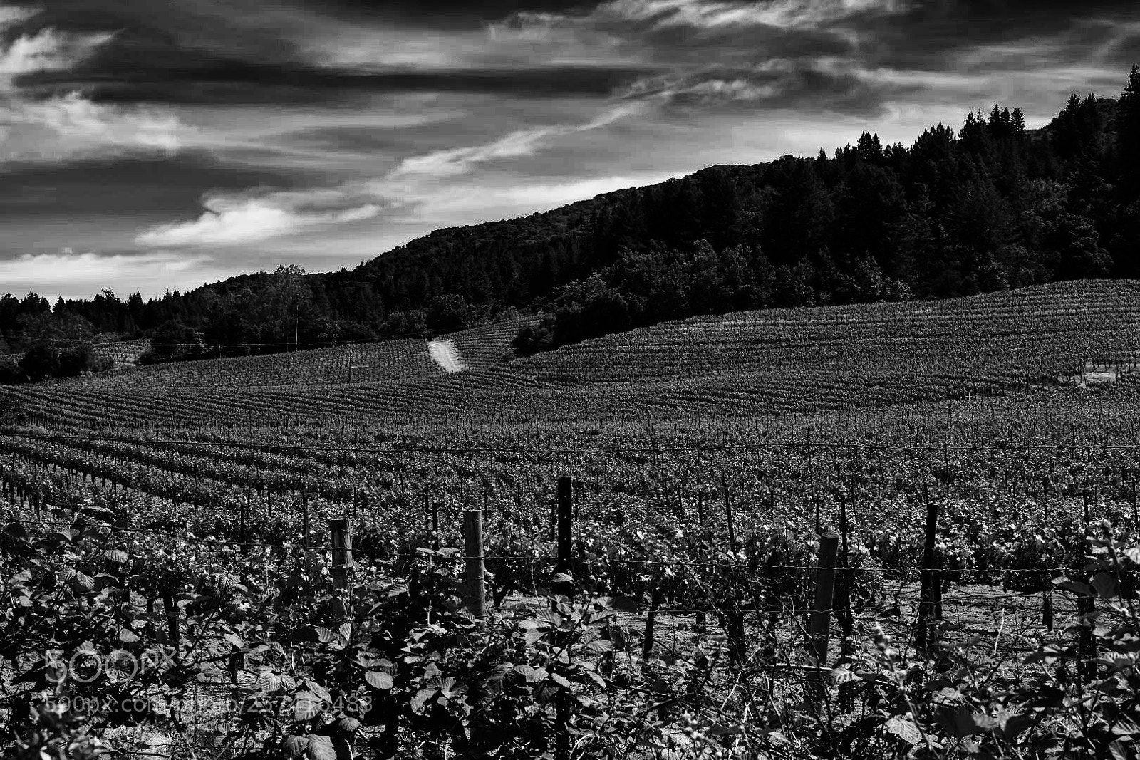 Nikon D3400 sample photo. Vineyards photography