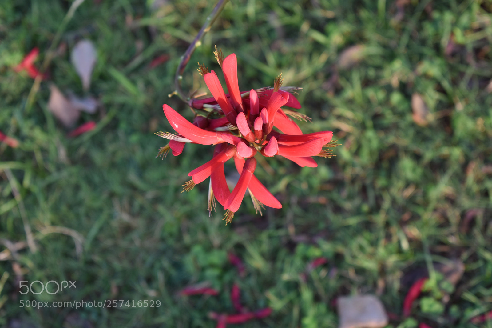 Nikon D3400 sample photo. Red bell flower in photography