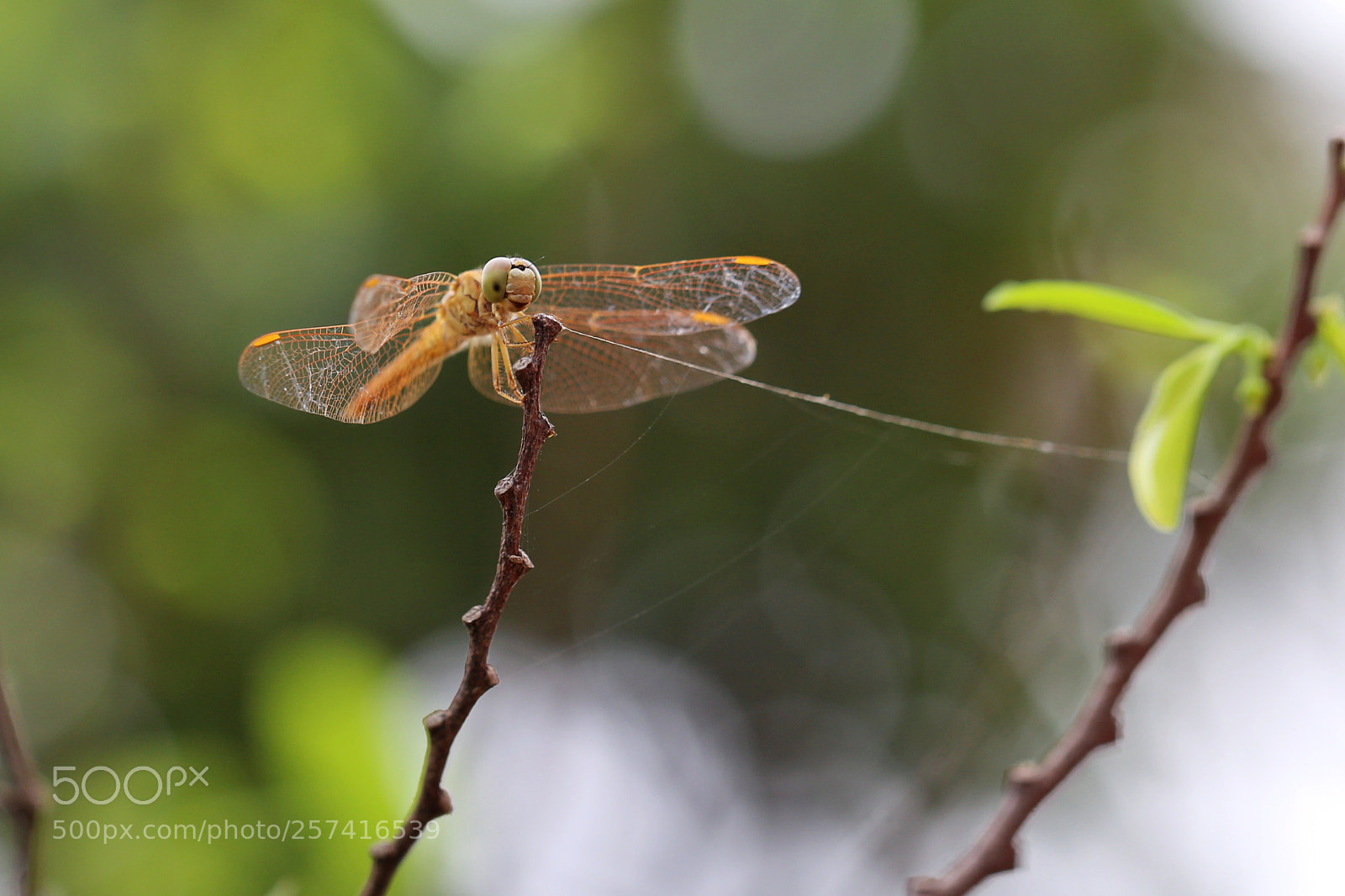Canon EOS 6D sample photo. Untitled photography