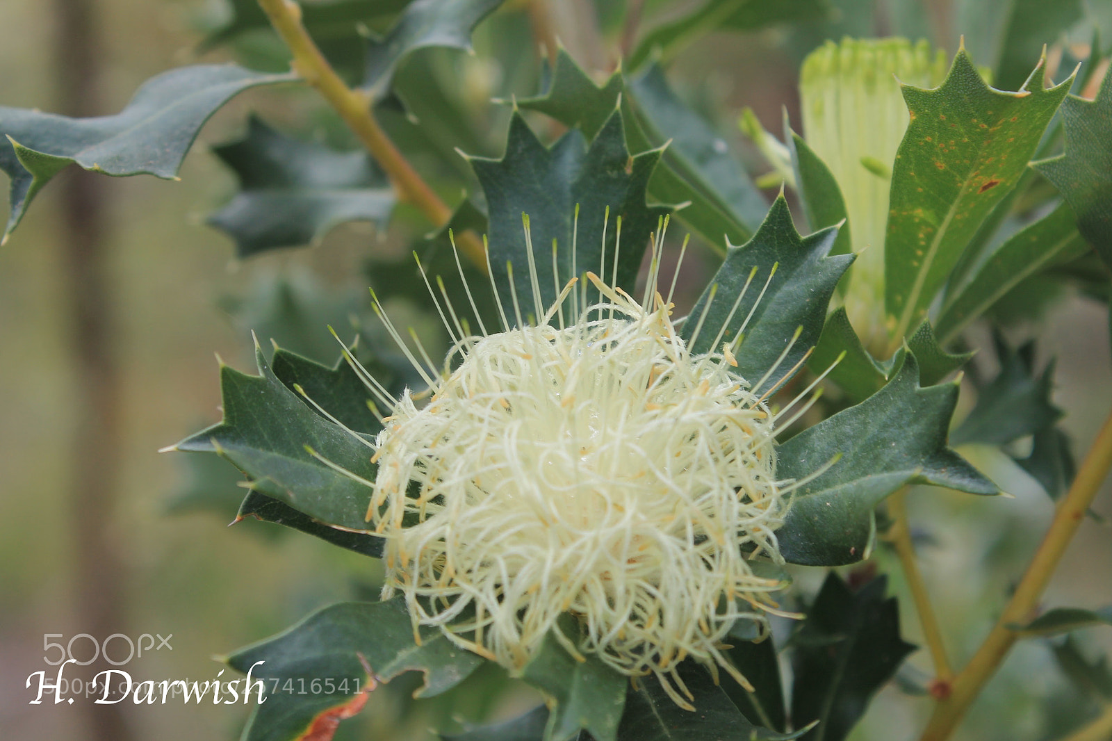 Canon EOS 1100D (EOS Rebel T3 / EOS Kiss X50) sample photo. Banksia armata. kings park photography