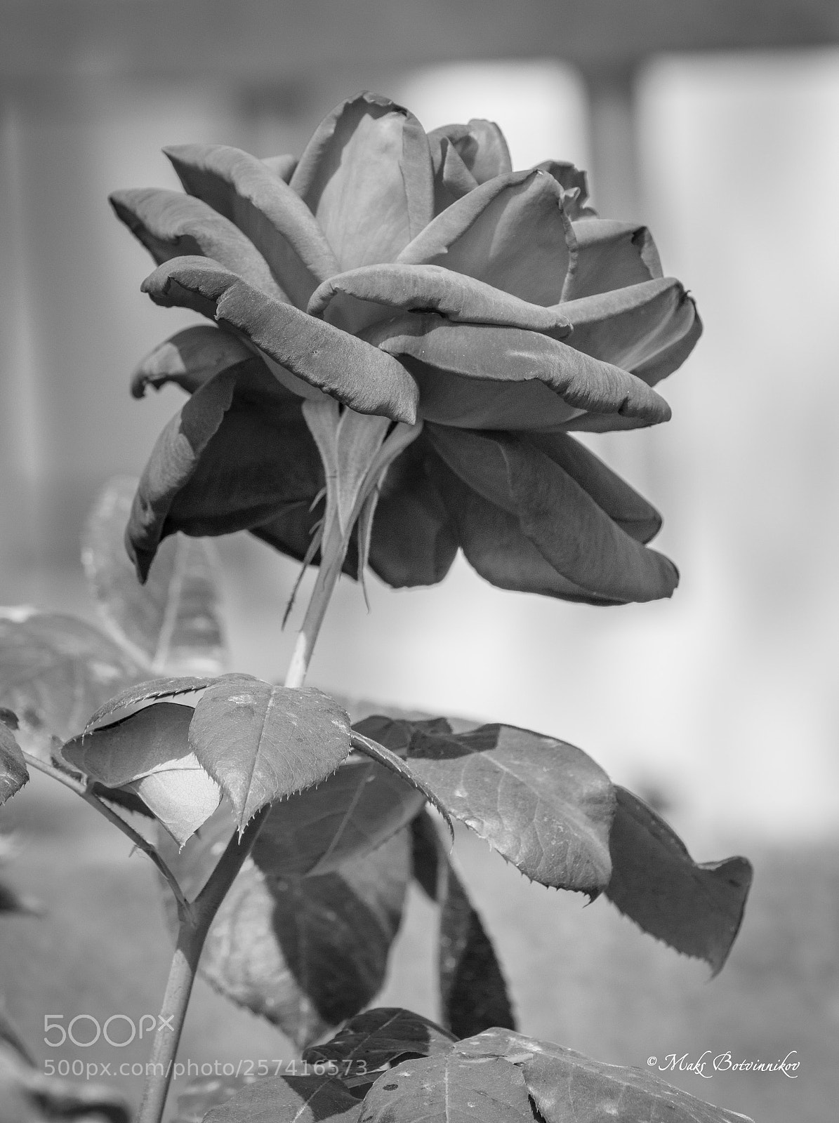 Canon EOS 70D sample photo. **** photography