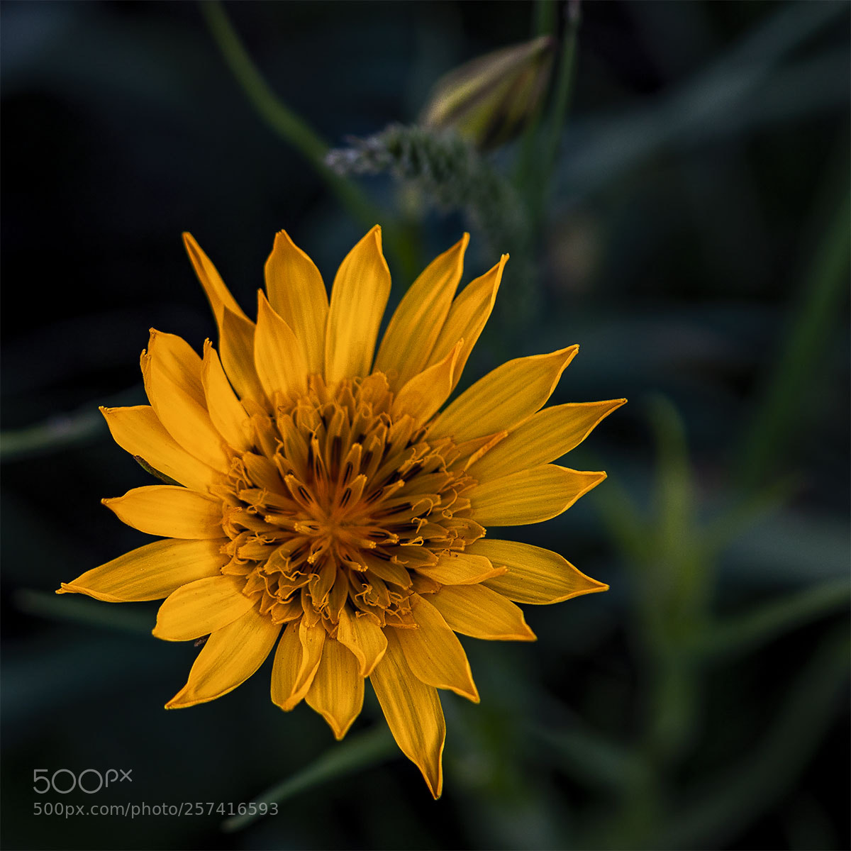 Sony a6300 sample photo. Blüten 090518-022 photography