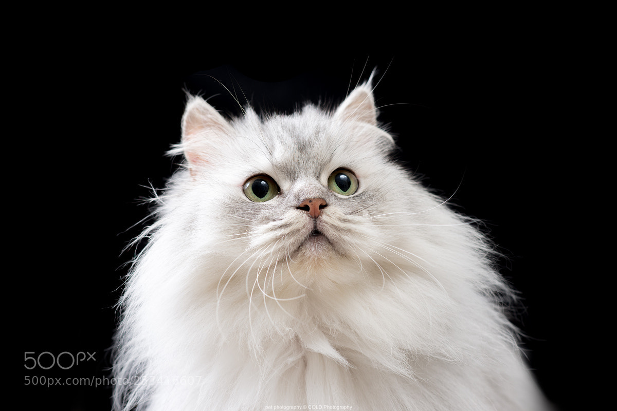 Nikon D610 sample photo. Cat portrait photography