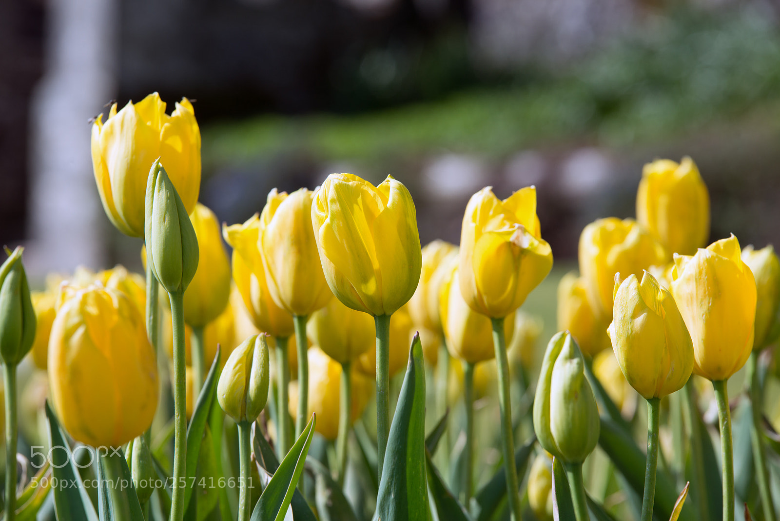 Nikon D800 sample photo. Beautiful vibrant yellow tulips photography