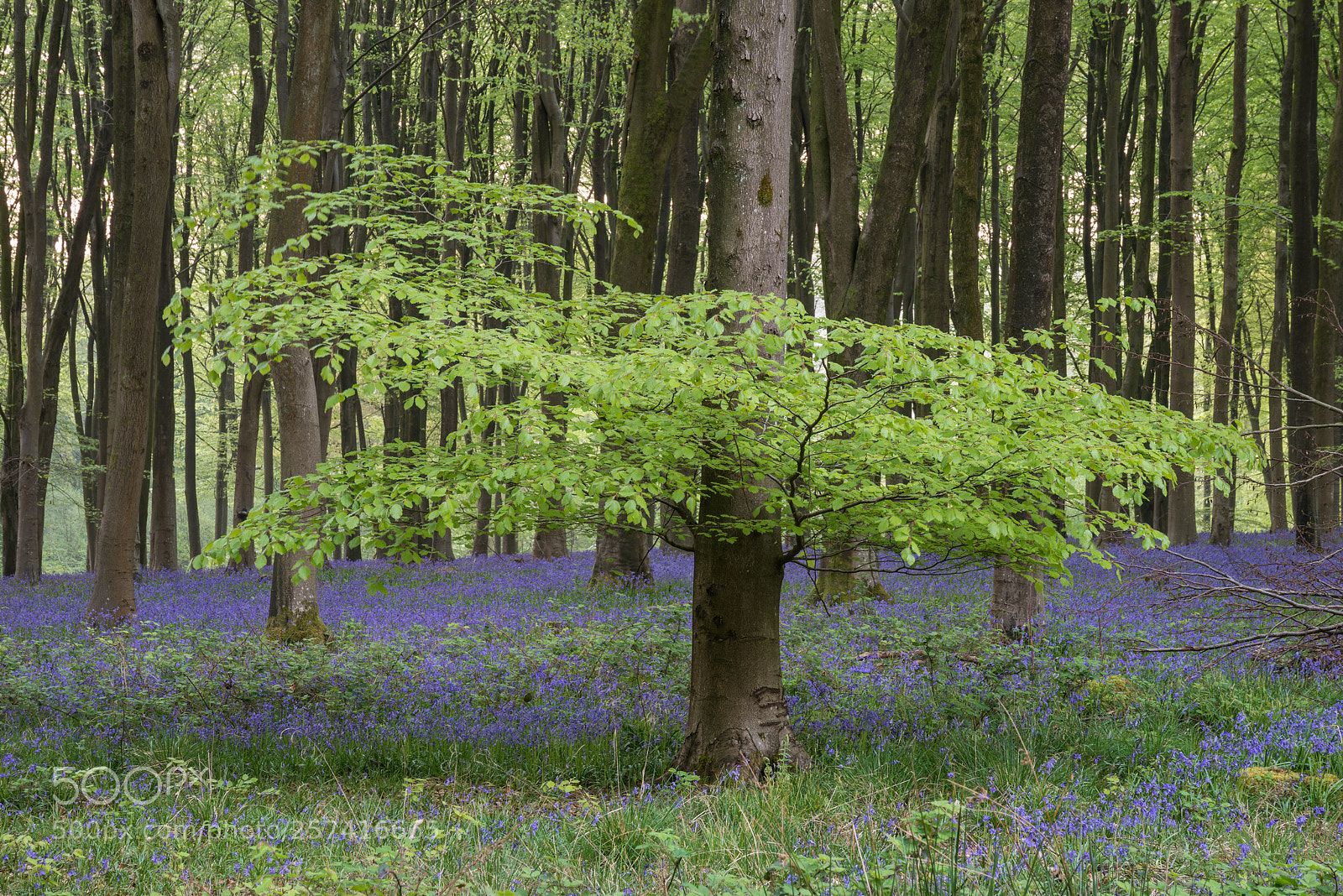 Nikon D800 sample photo. Stunning bluebell forest landscape photography