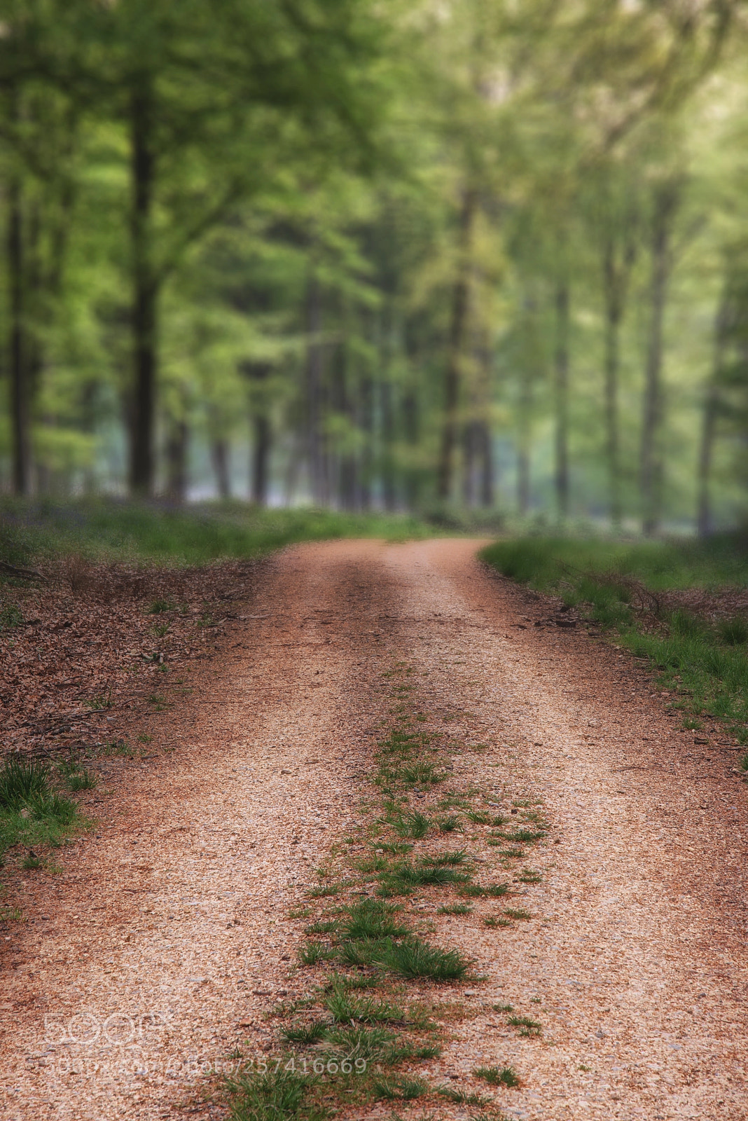 Nikon D800 sample photo. Stunning bluebell forest landscape photography