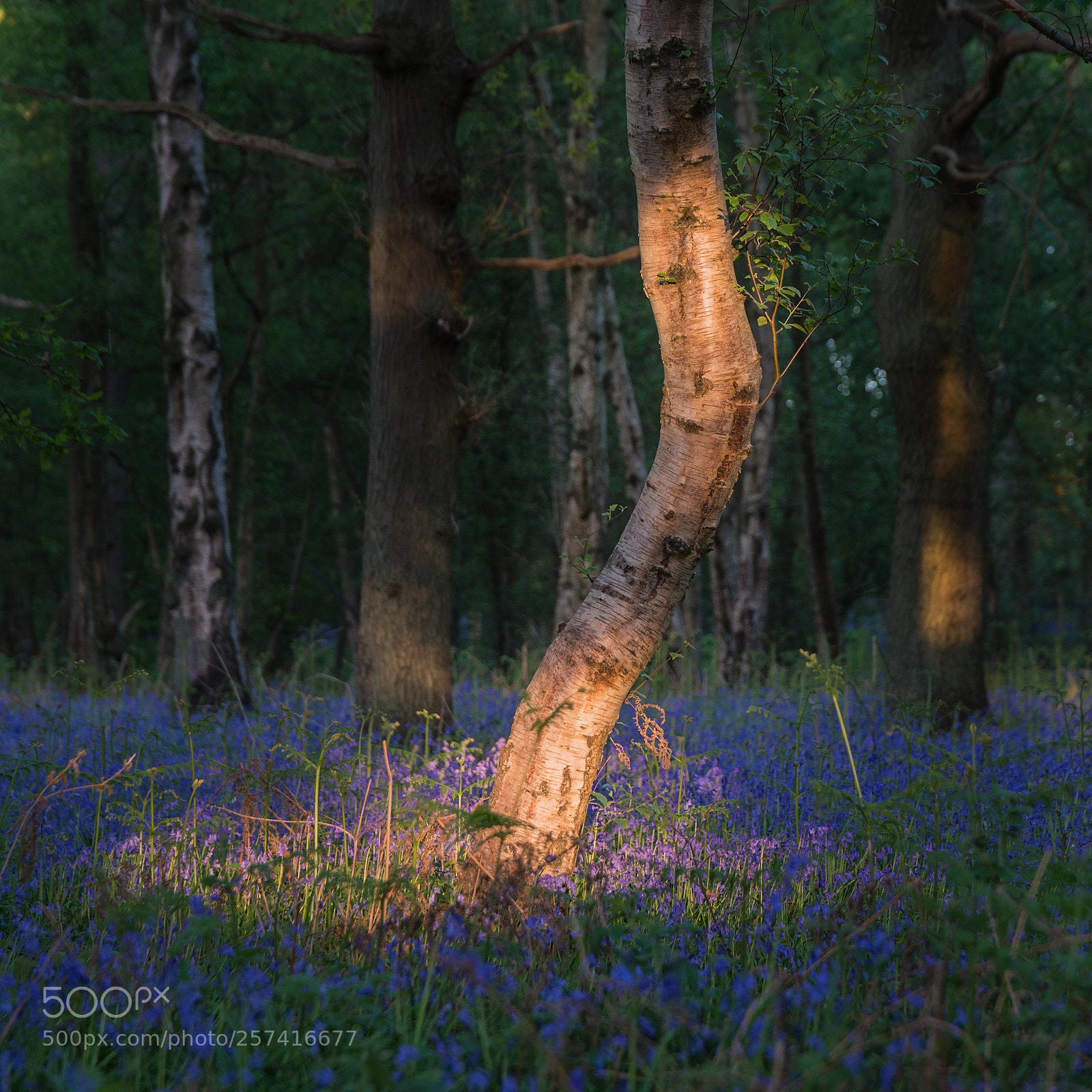Nikon D800 sample photo. Stunning bluebell forest landscape photography