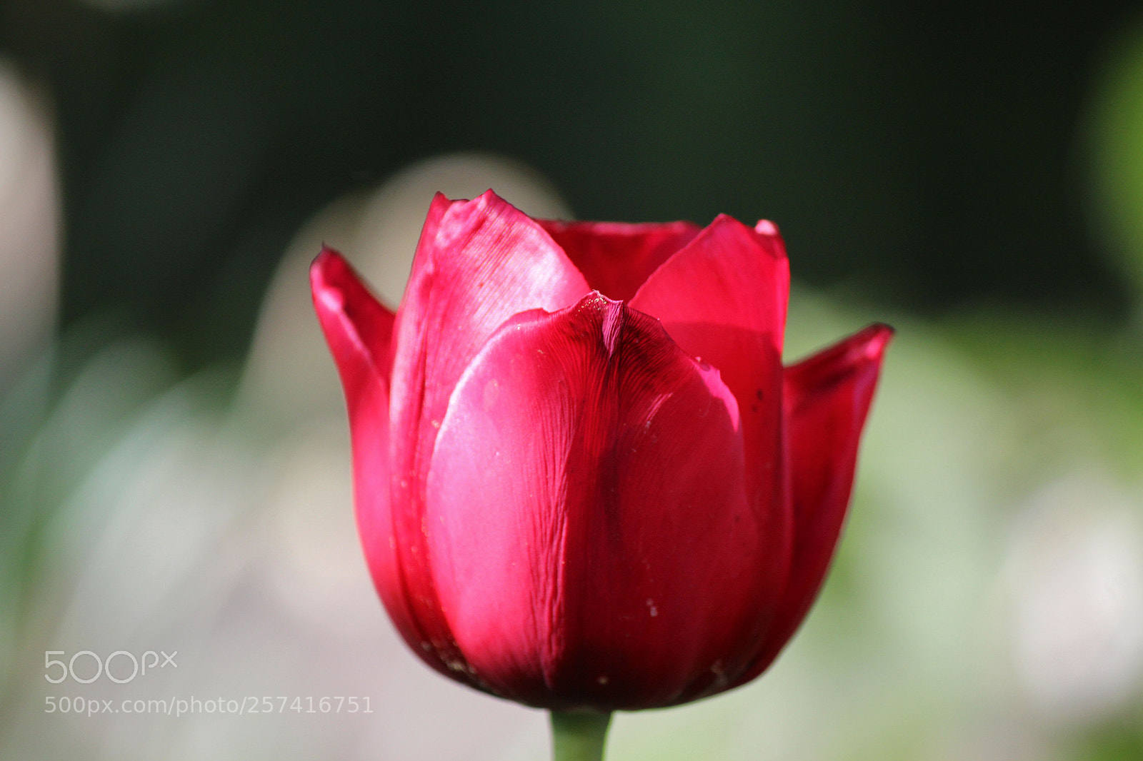 Canon EOS 600D (Rebel EOS T3i / EOS Kiss X5) sample photo. Red romance photography