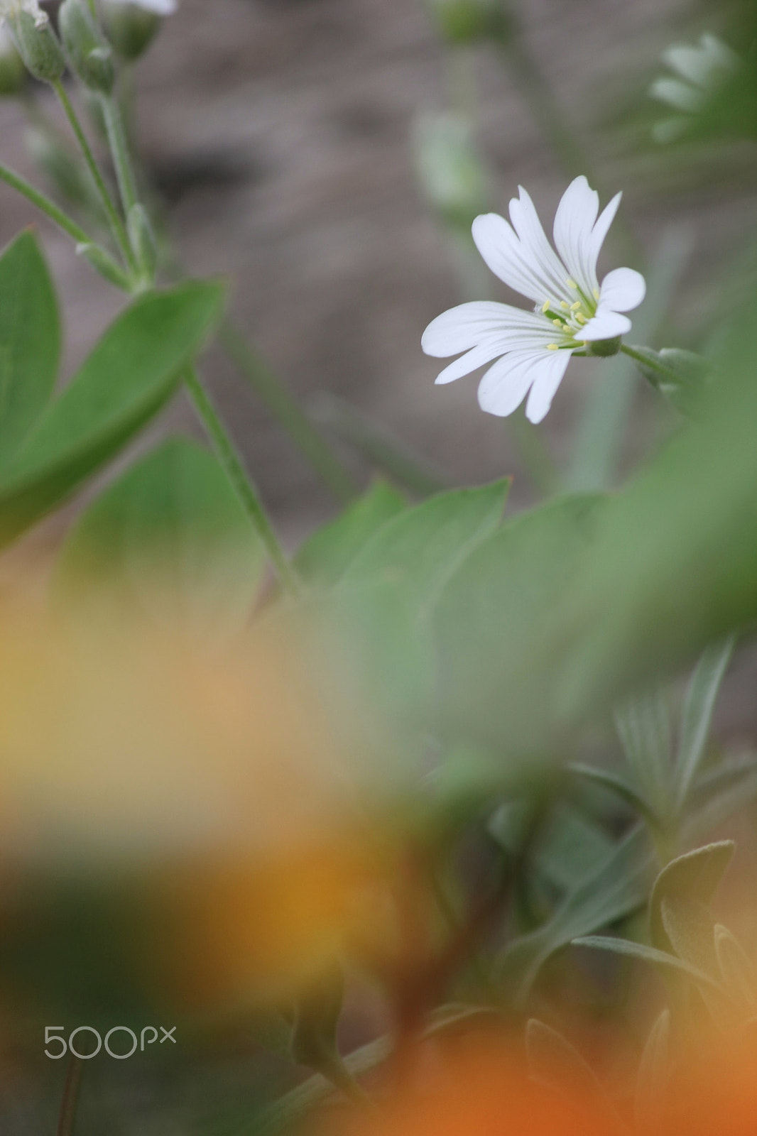 Canon EF-S 55-250mm F4-5.6 IS II sample photo. A flower photography