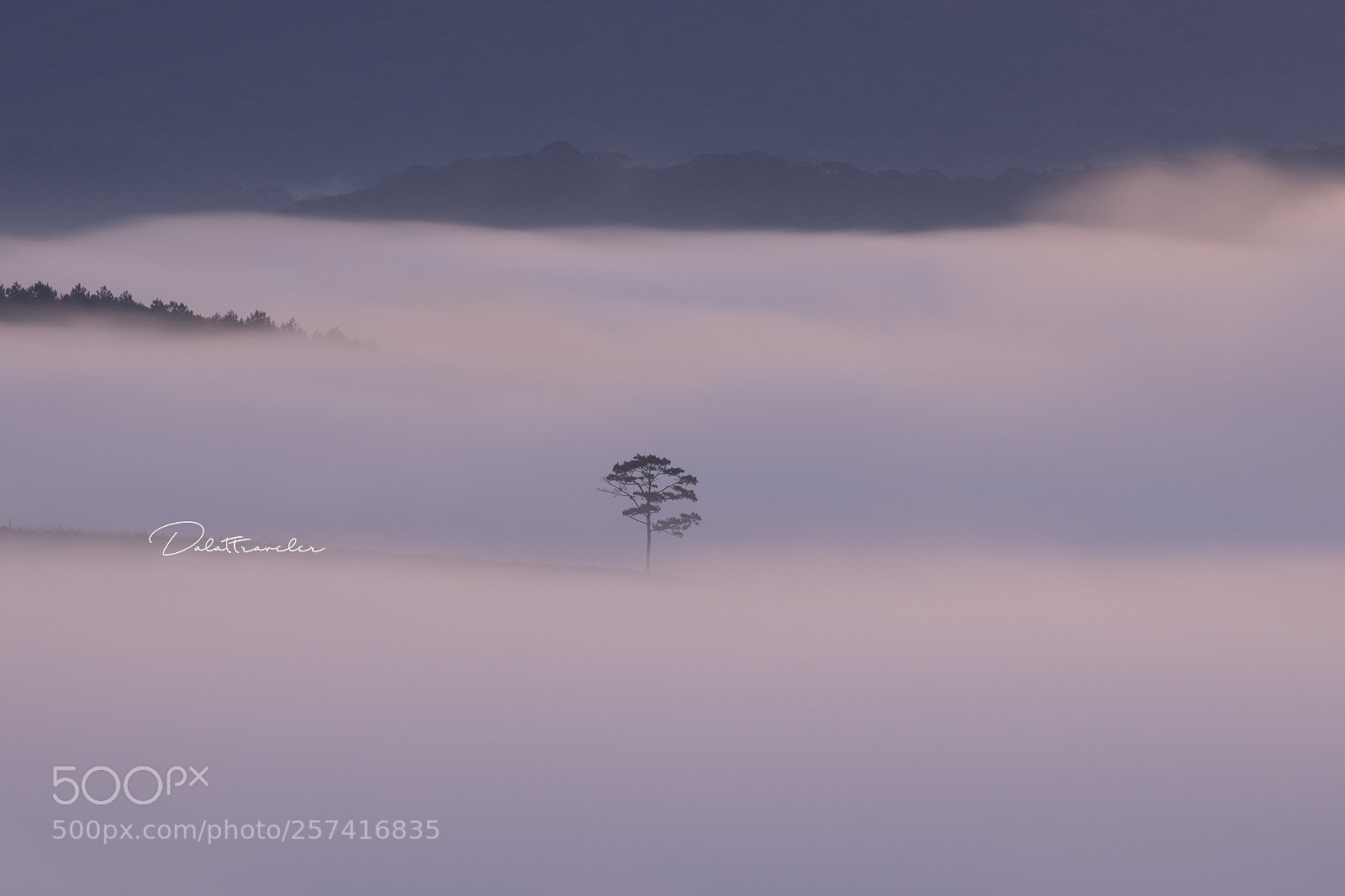 Canon EOS 5DS R sample photo. Alone pine tree photography