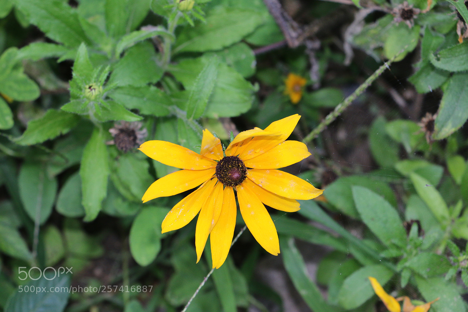 Canon EOS 70D sample photo. Flowers photography