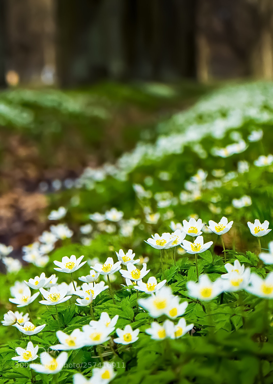 Sony a7 II sample photo. The first spring flowers photography