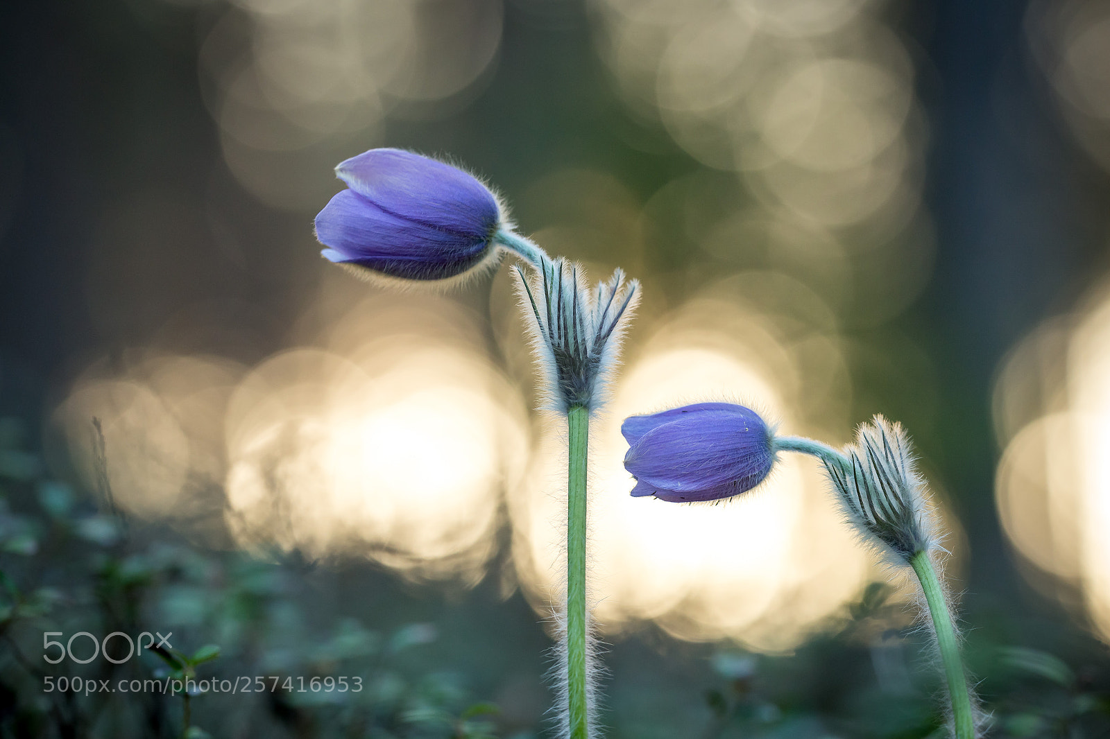 Canon EOS 6D sample photo. Morning bloom photography