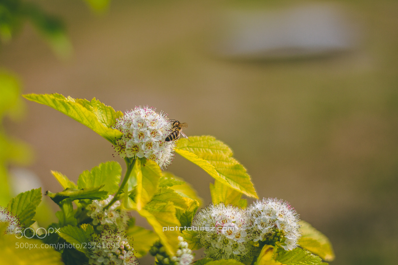 Canon EOS 7D sample photo. Bee photography