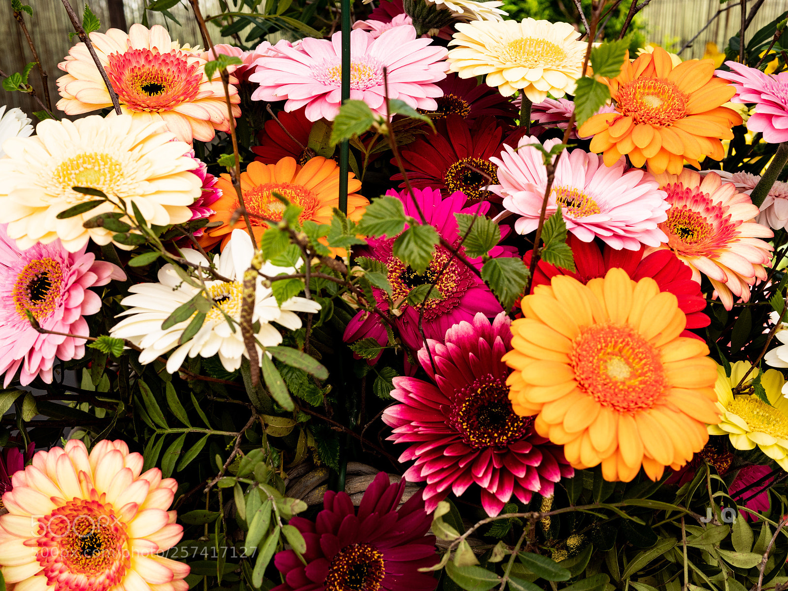 Panasonic Lumix DC-G9 sample photo. Floralies grand-bigard photography