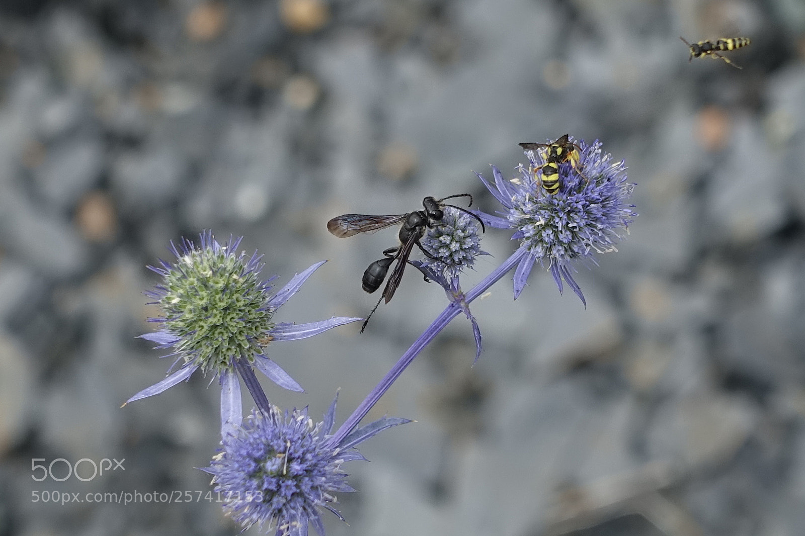 Sony Cyber-shot DSC-RX100 III sample photo. Guêpes & wasps photography