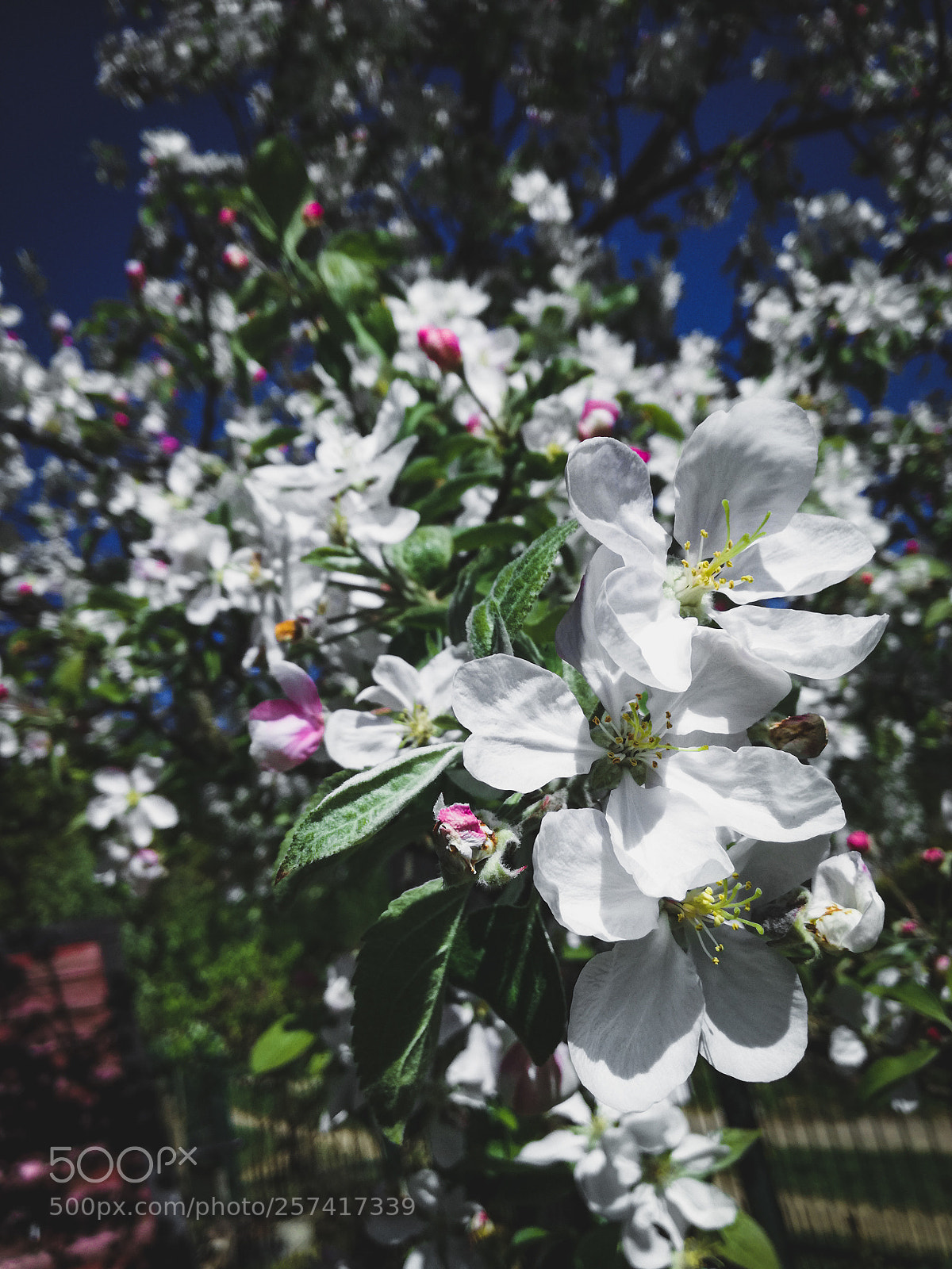HUAWEI P9 LITE sample photo. Bloom photography