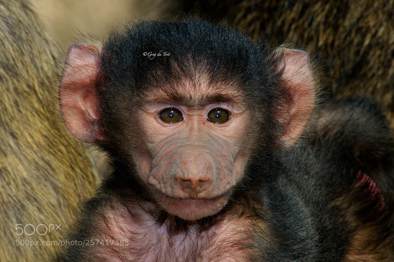 Nikon D300 sample photo. Baby baboon photography