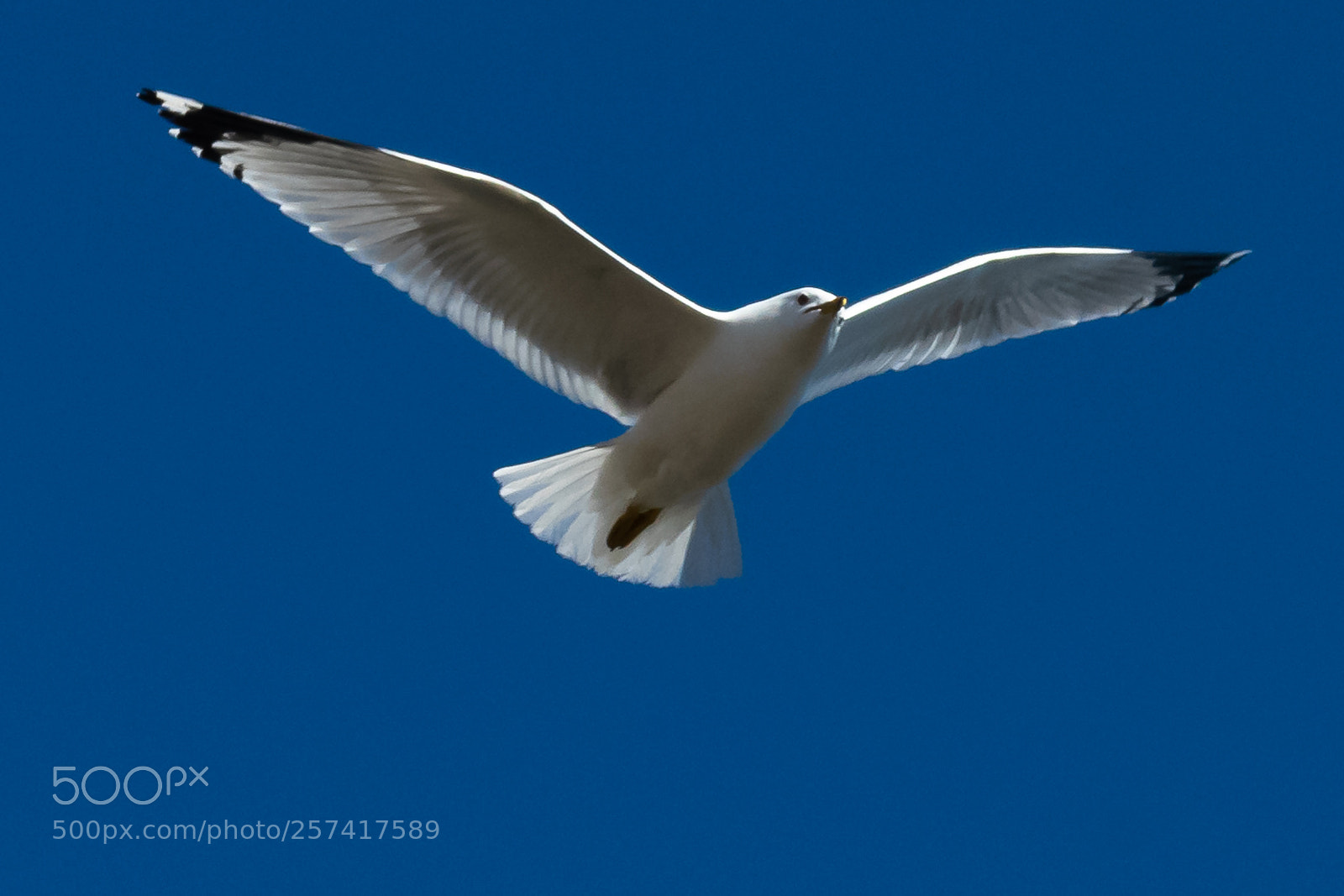 Nikon D3400 sample photo. Gull photography