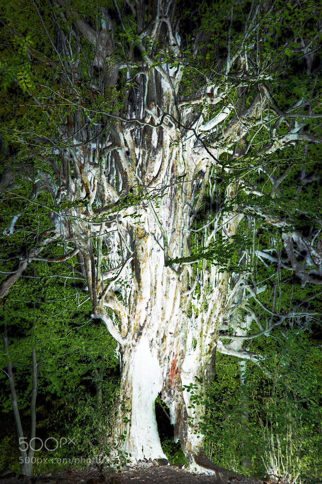 Canon EOS 60D sample photo. Mother tree photography