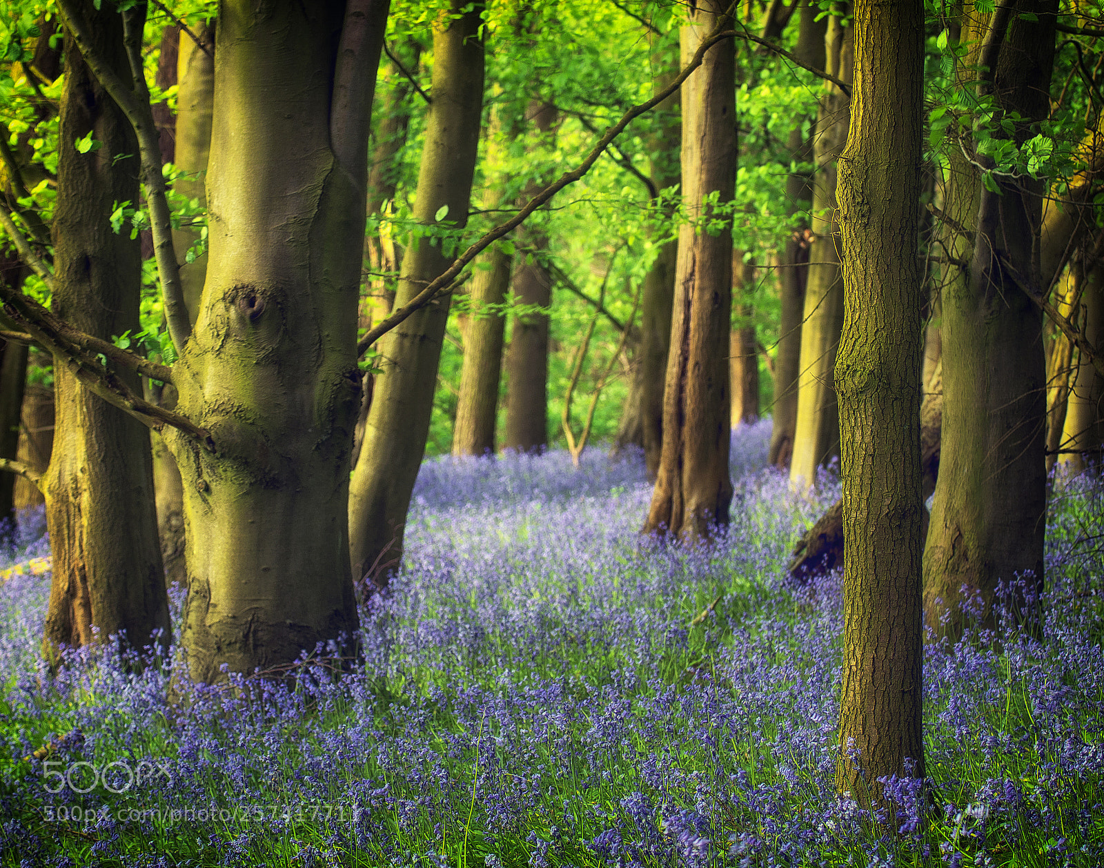 Canon EOS 7D Mark II sample photo. Springtime..... photography
