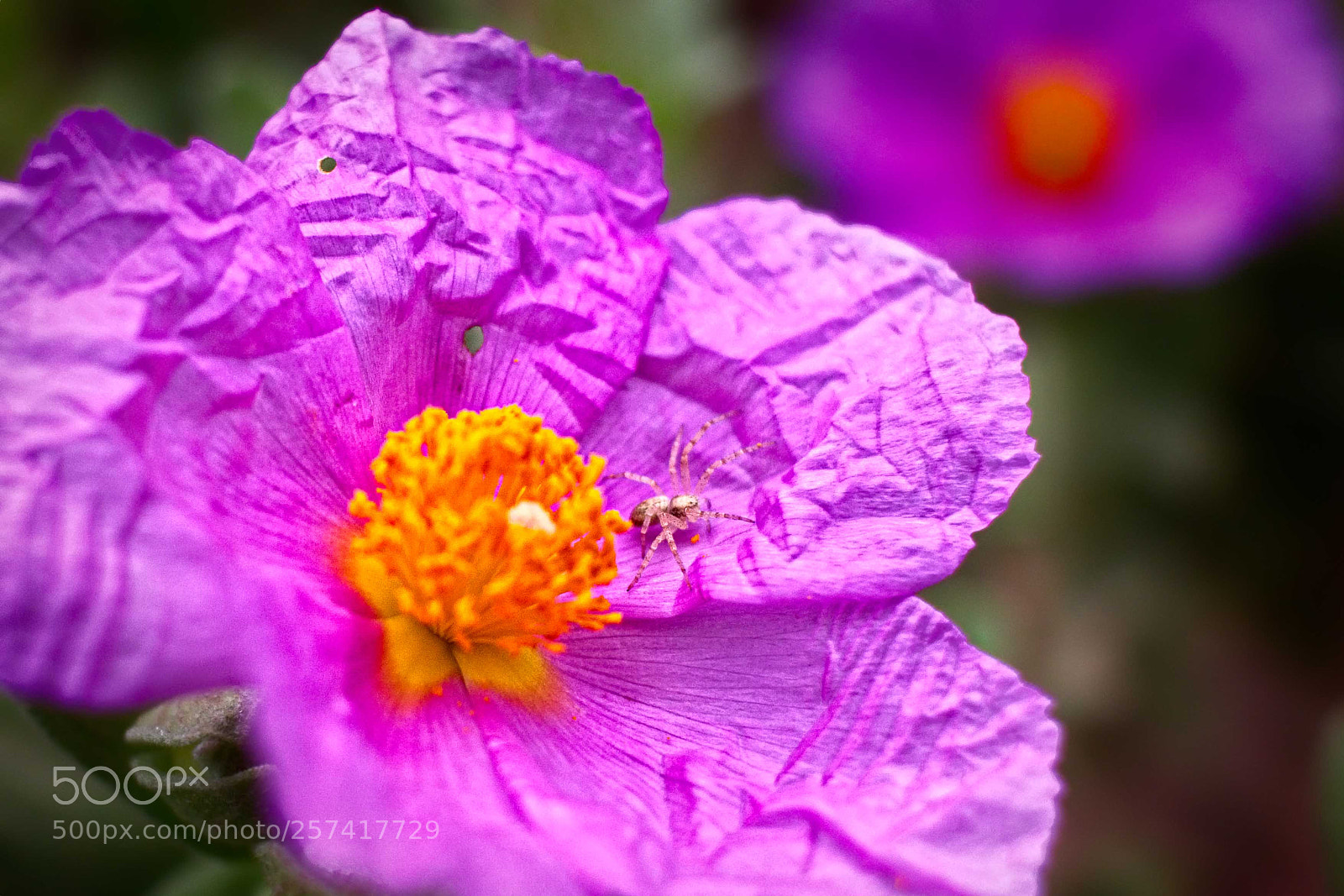 Canon EOS 70D sample photo. Jara con inquilino photography