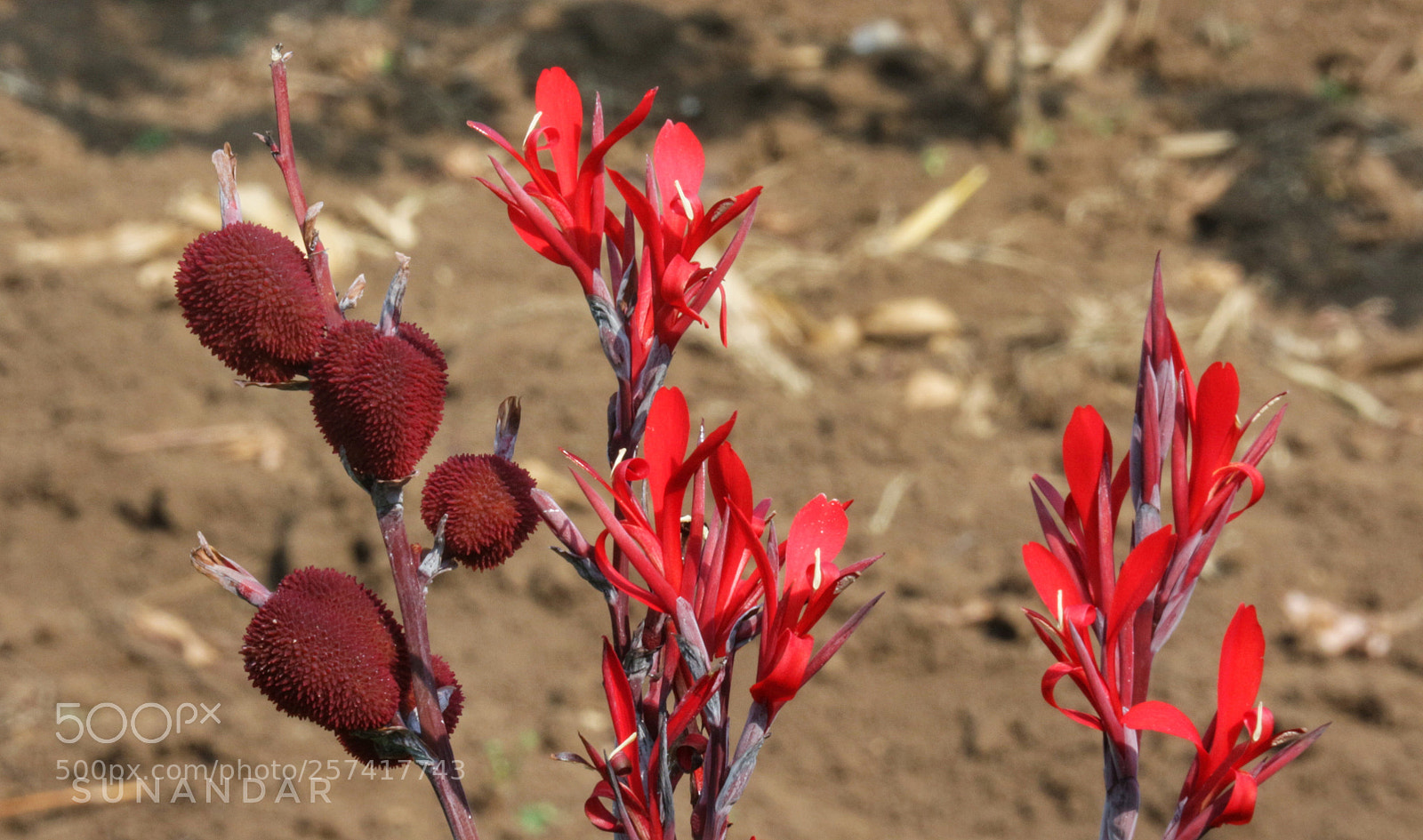 Canon EOS M10 sample photo. Red egg photography