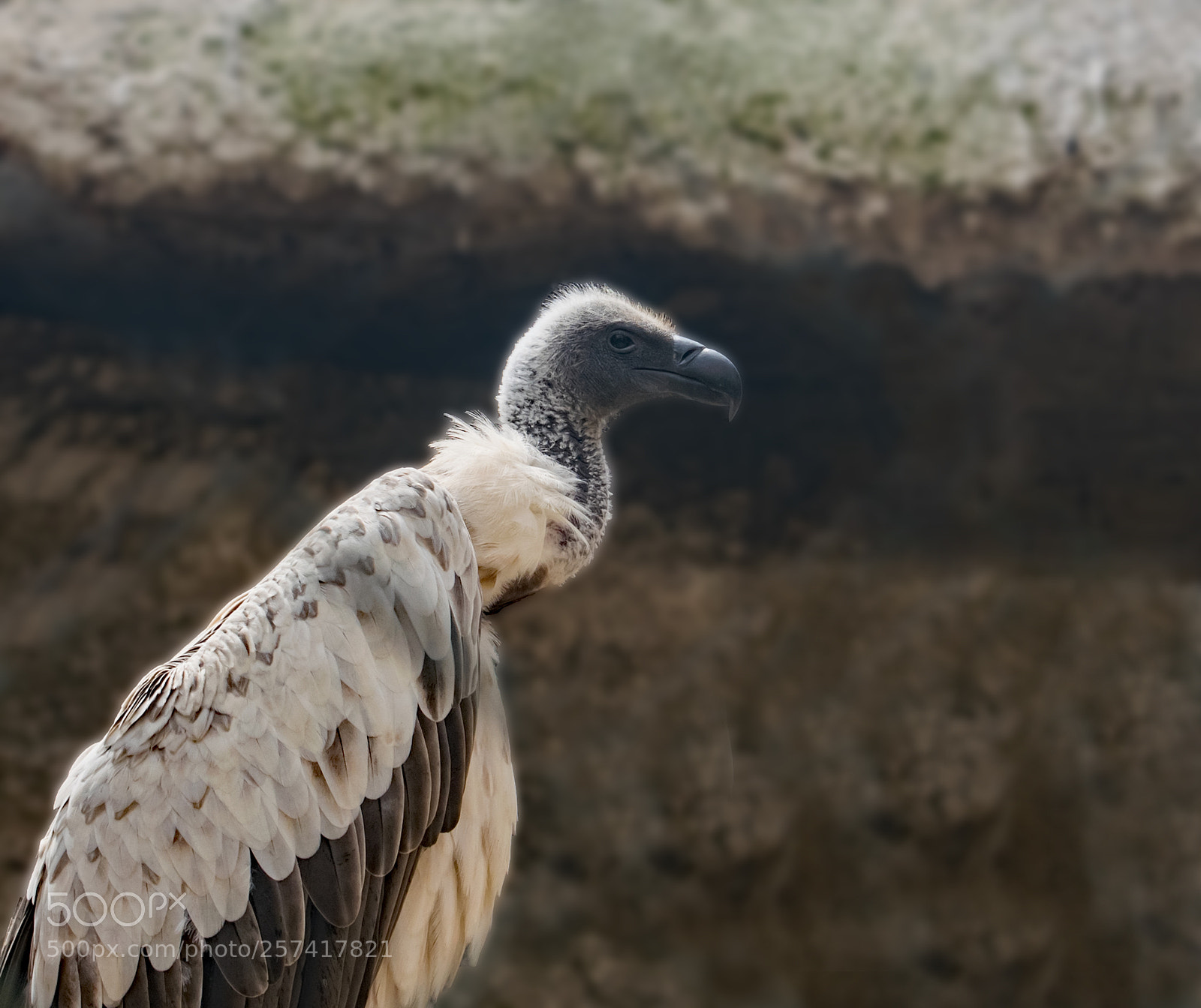 Nikon D3300 sample photo. Portrait of a vulture photography