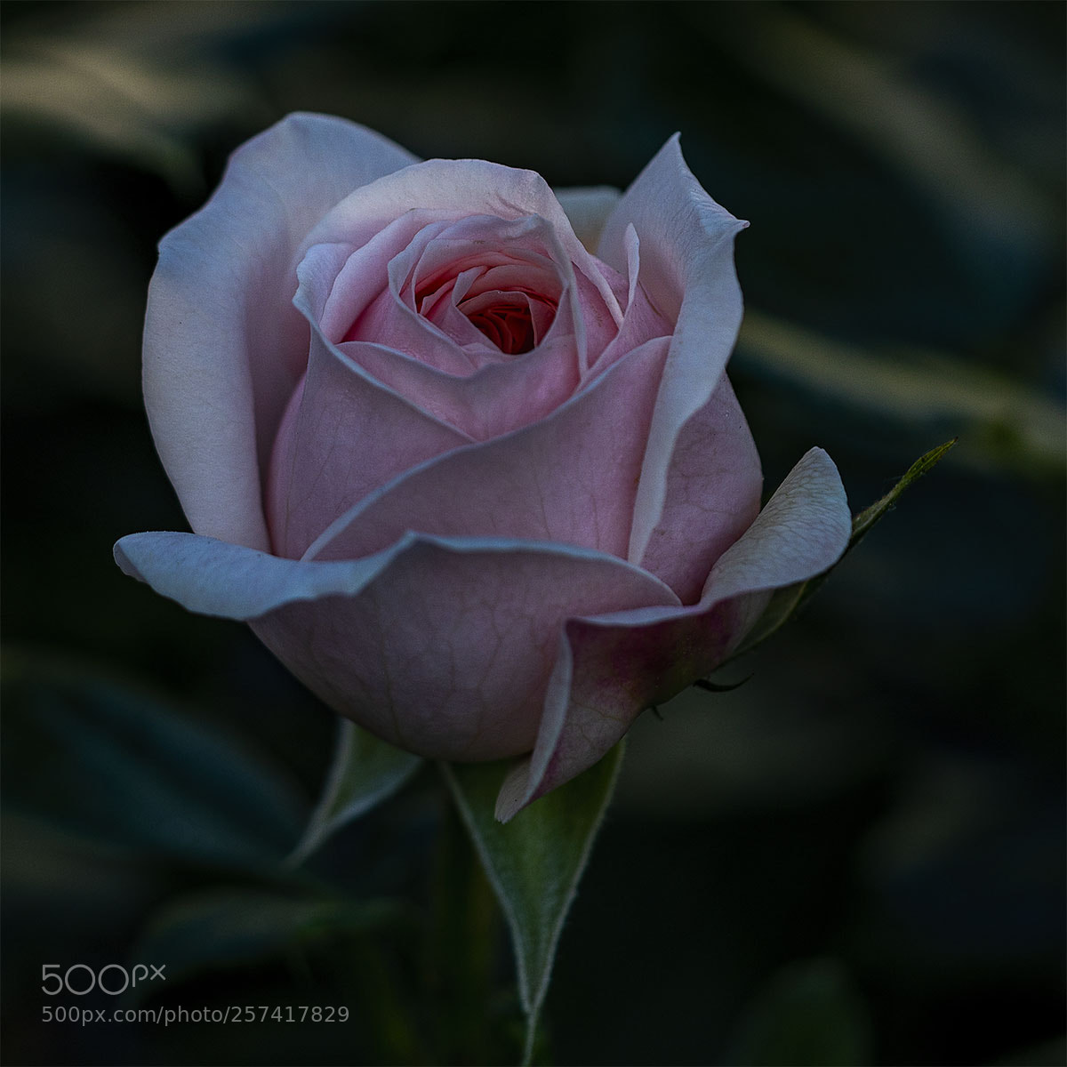 Sony a6300 sample photo. Blüten 090518-014 photography