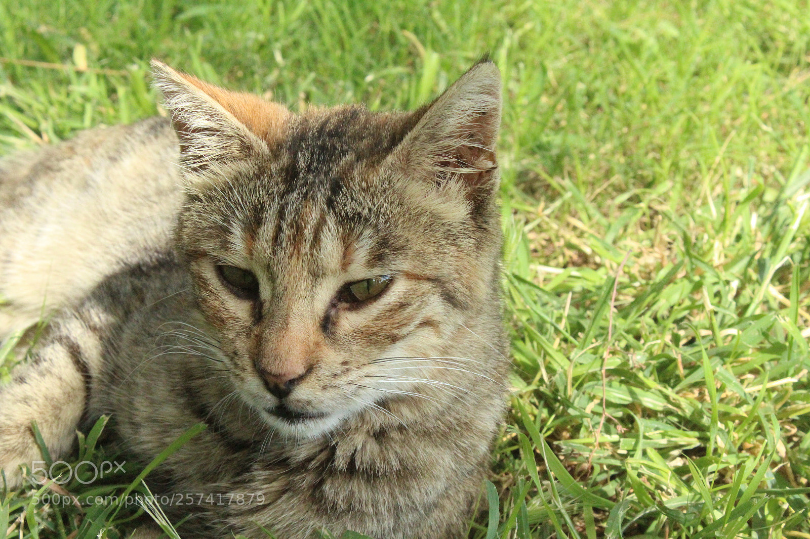 Canon EOS 1300D (EOS Rebel T6 / EOS Kiss X80) sample photo. Img photography