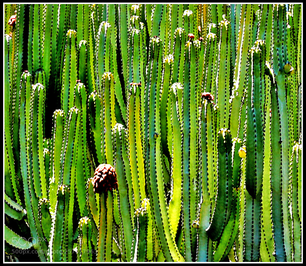 Canon EOS 6D sample photo. Cactus photography