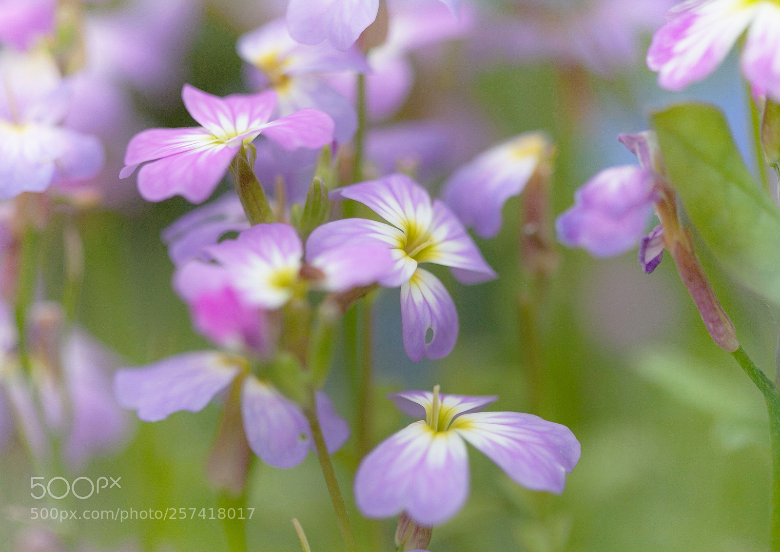Canon EOS 5D sample photo. Untitled photography