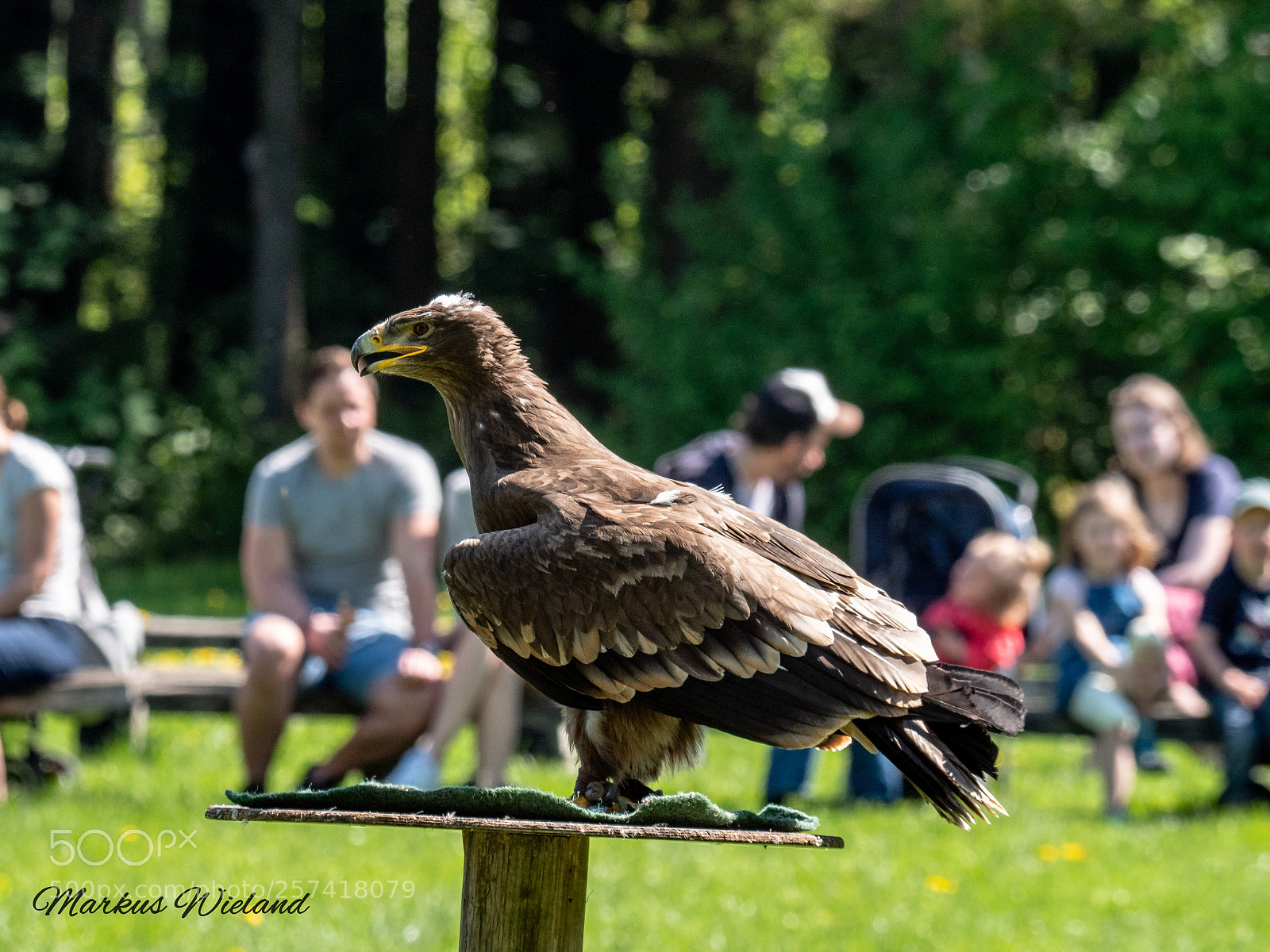 Panasonic Lumix DC-G9 sample photo. Greifvogel photography