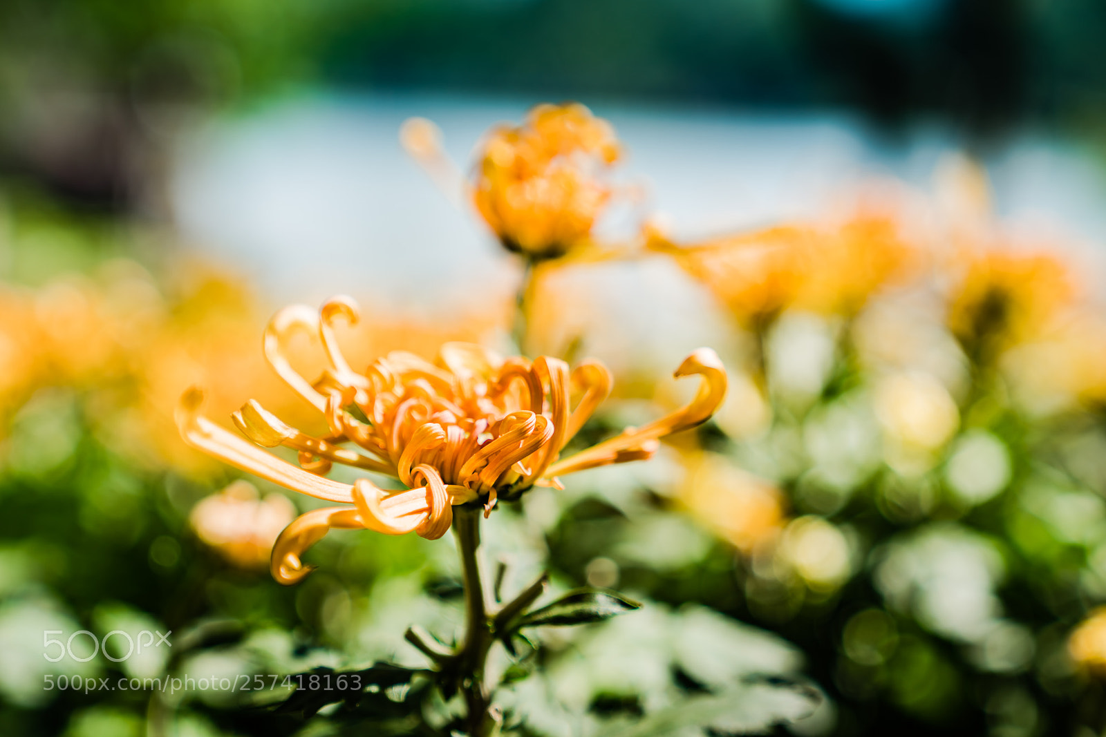 Sony a7R II sample photo. Dsc photography