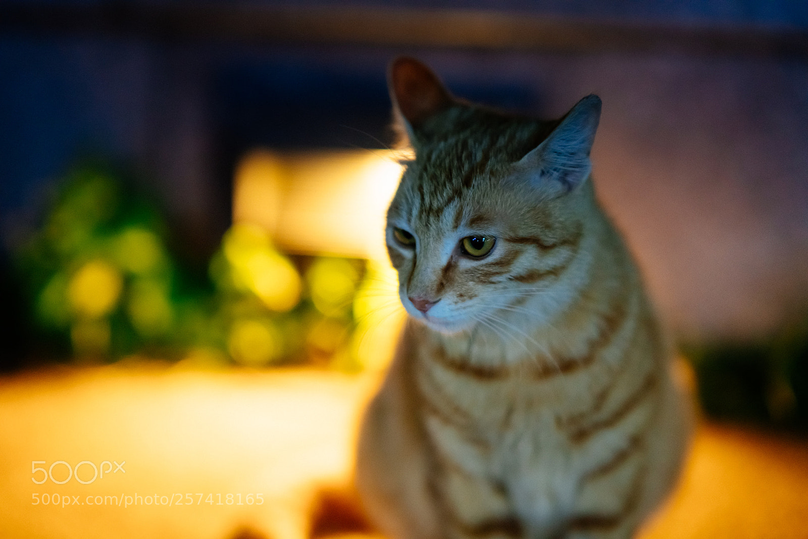 Sony a7R II sample photo. Dsc photography