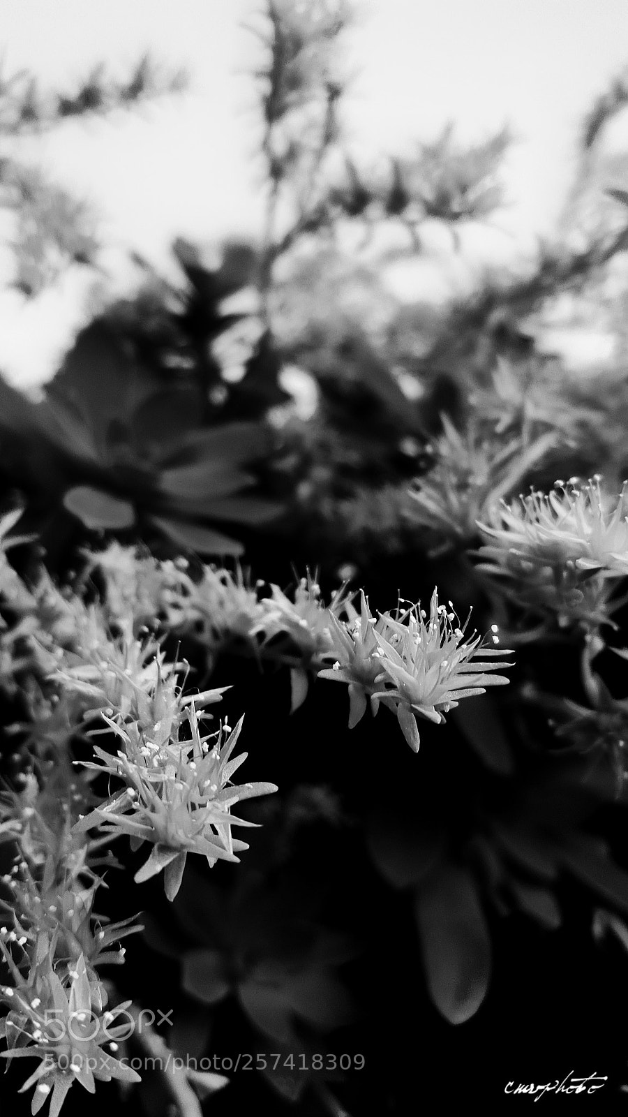 Samsung Galaxy S6 sample photo. Little photography
