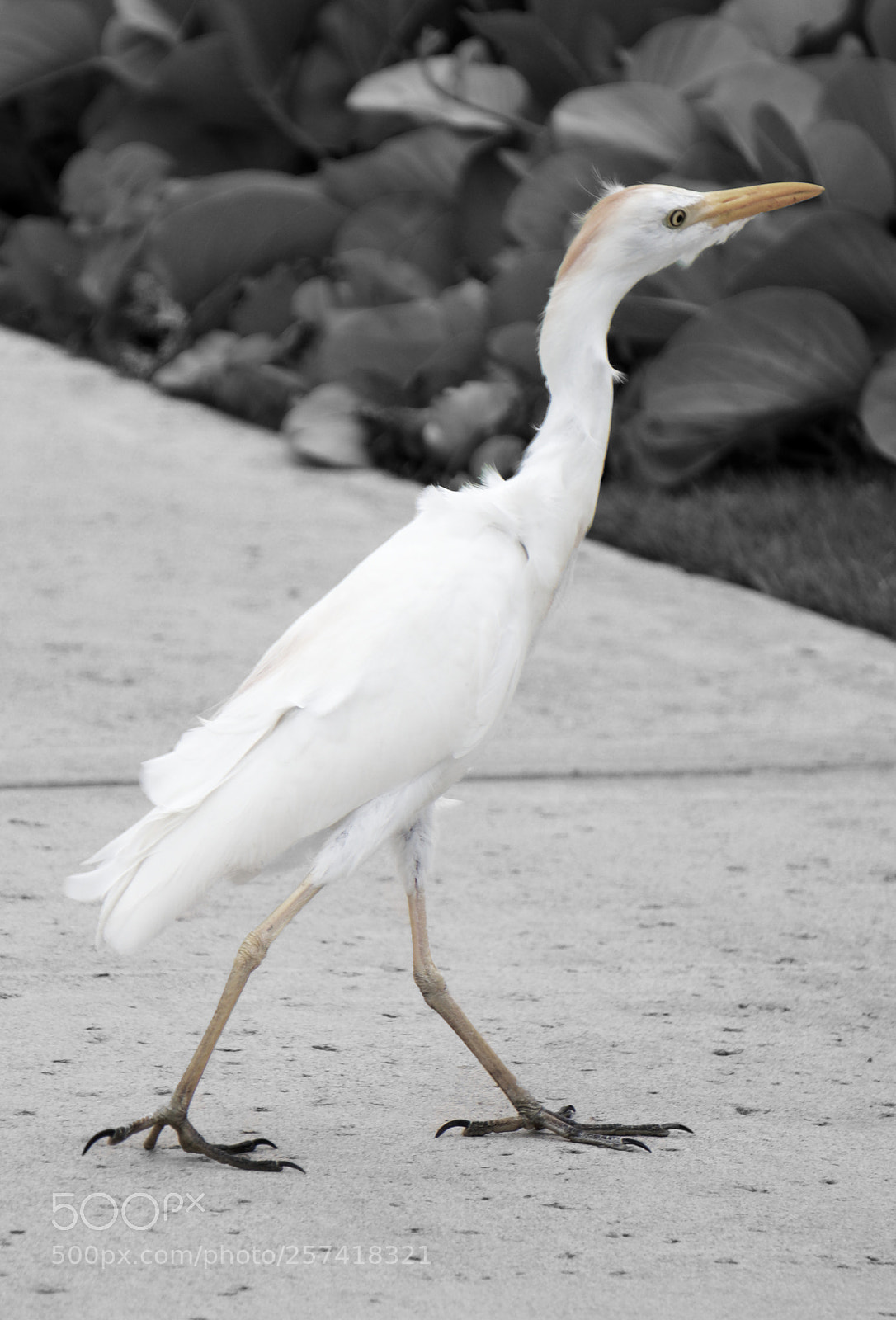Sony a6300 sample photo. Yield photography