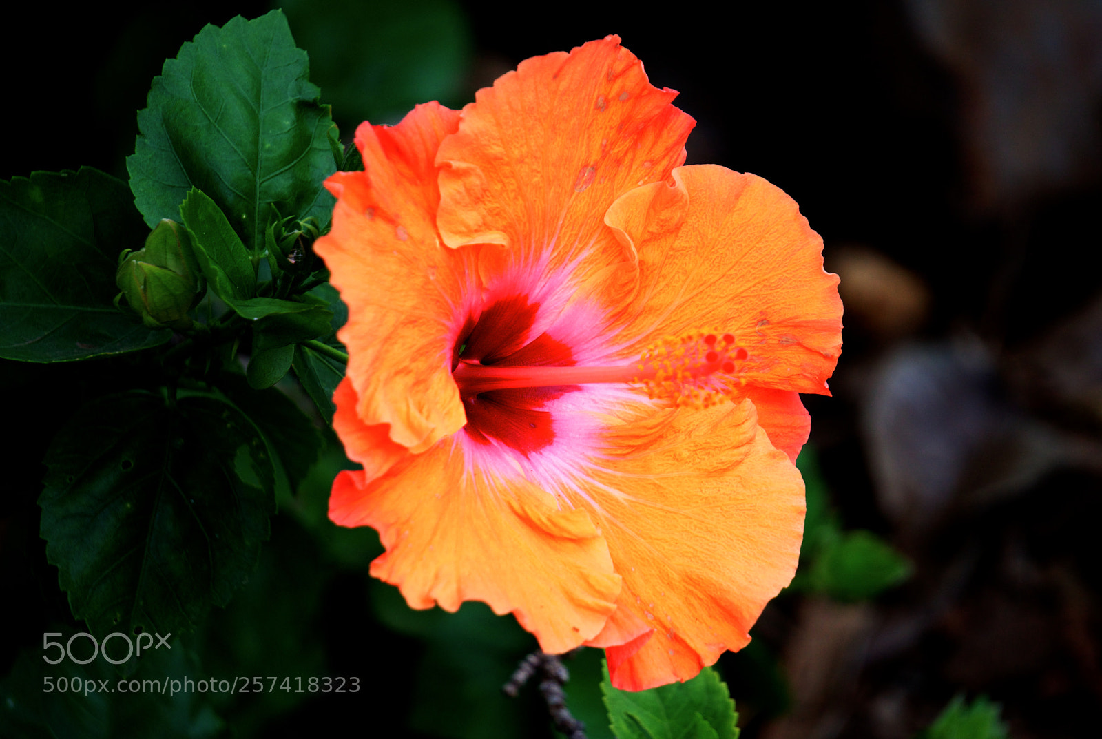 Sony a6300 sample photo. Flower #1 photography