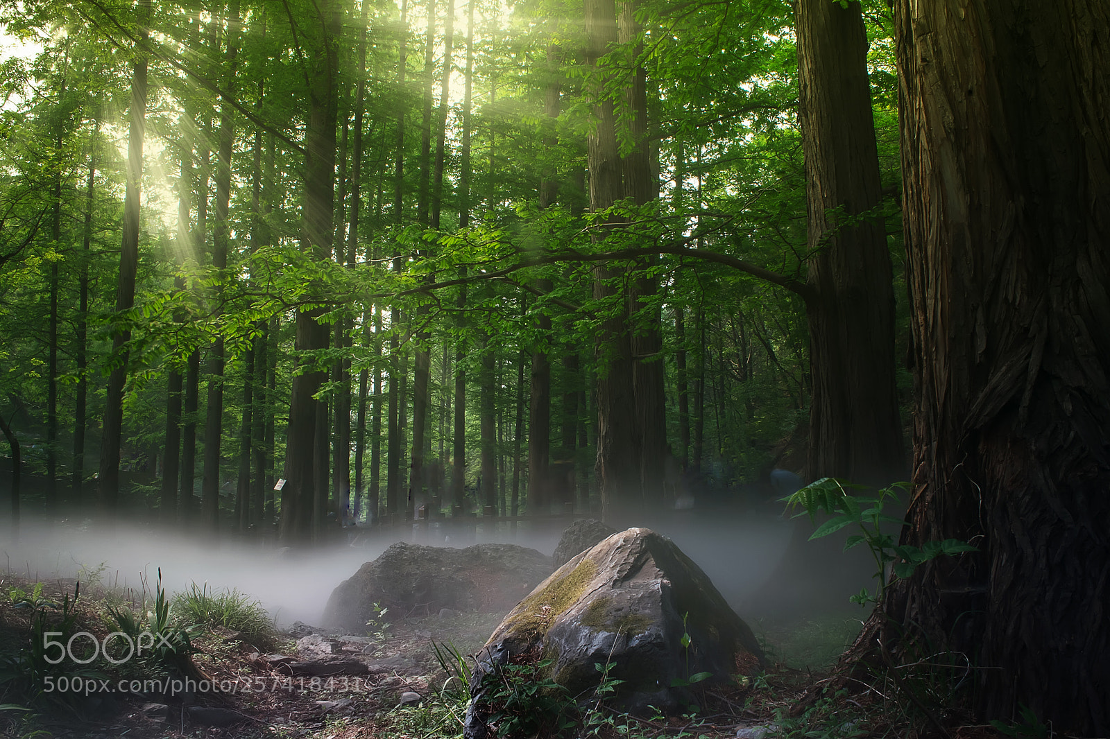 Nikon D5300 sample photo. Nature#woods#fog photography