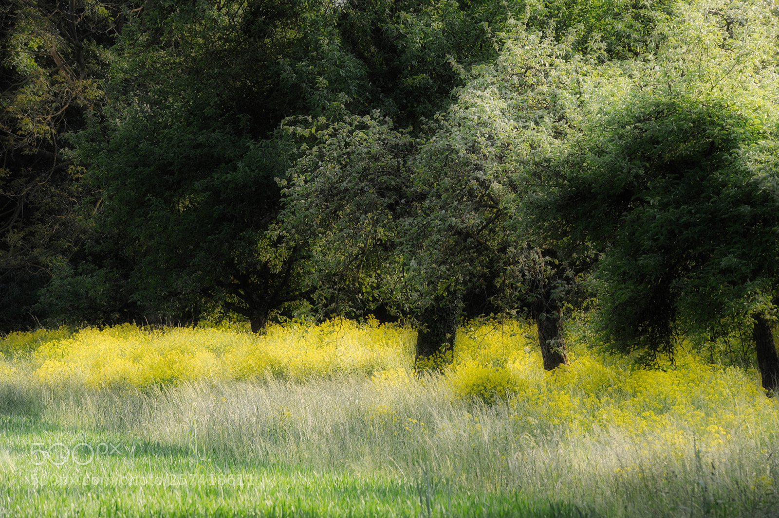 Nikon D3 sample photo. Impressionist painting photography