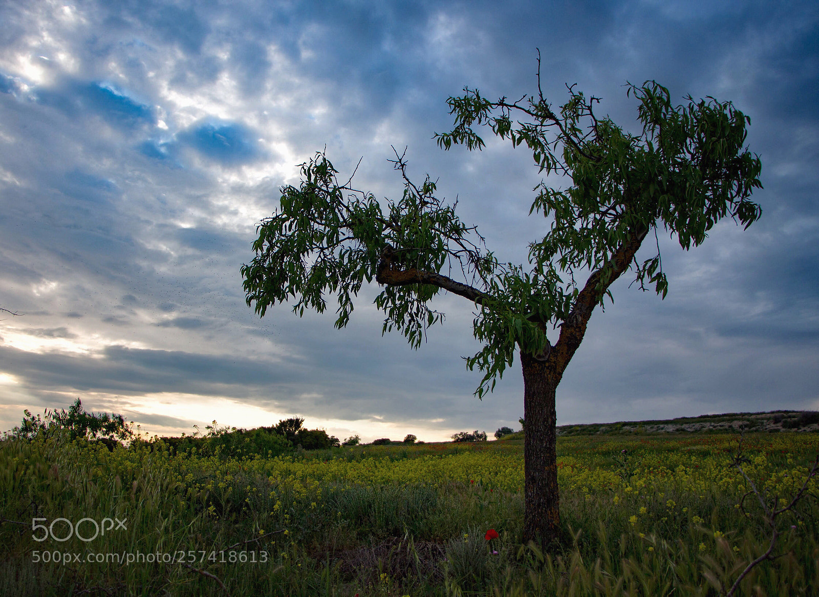 Canon EOS 700D (EOS Rebel T5i / EOS Kiss X7i) sample photo. Enchanting tree. photography