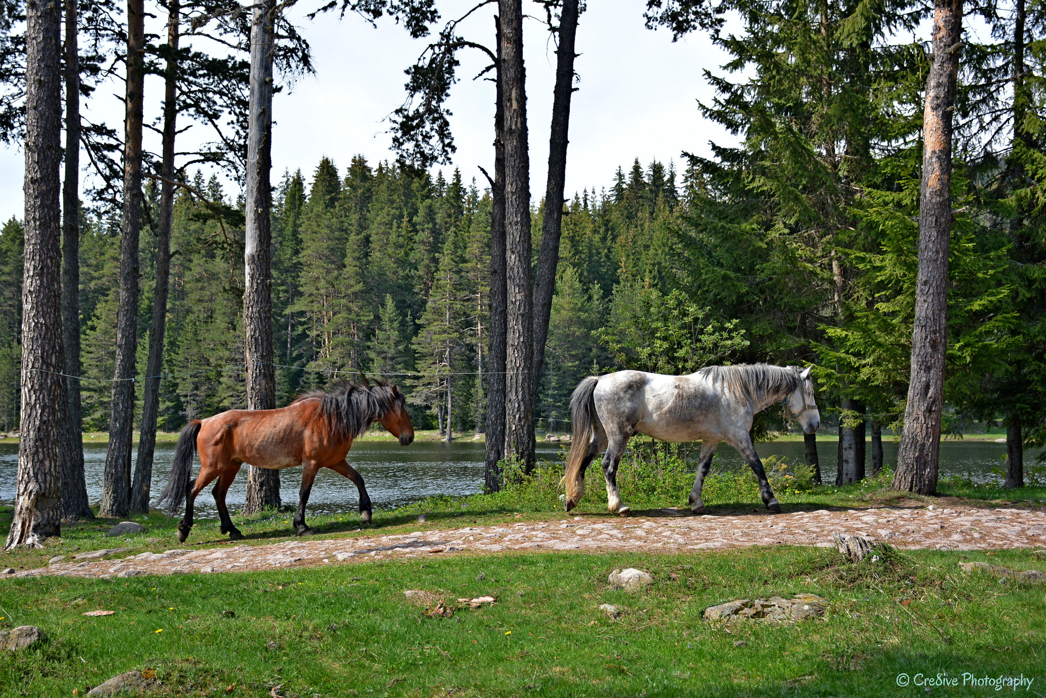 Nikon D5200 sample photo. Horses in the western rhodope mountains photography