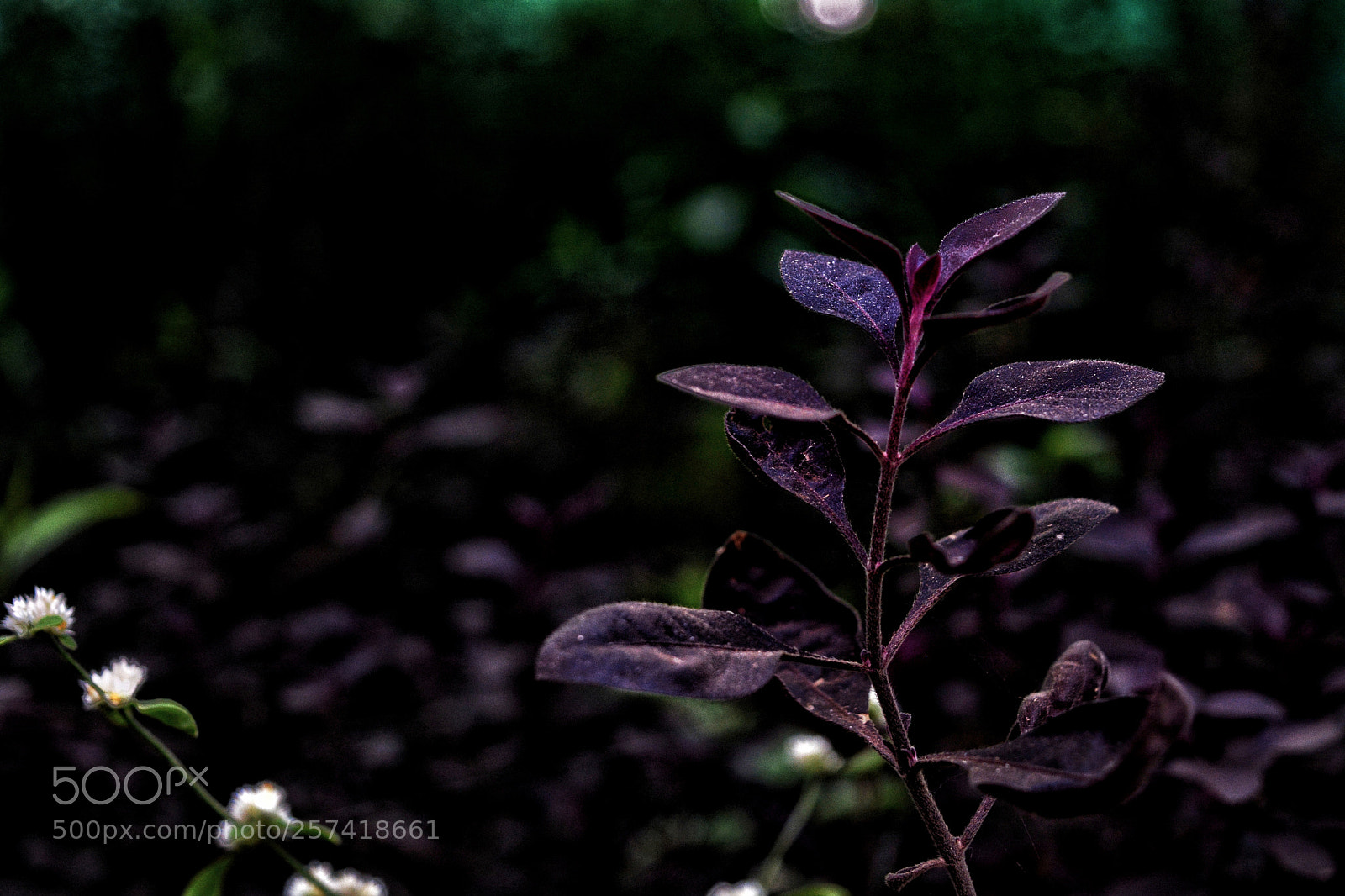 Nikon D5200 sample photo. Untitled photography